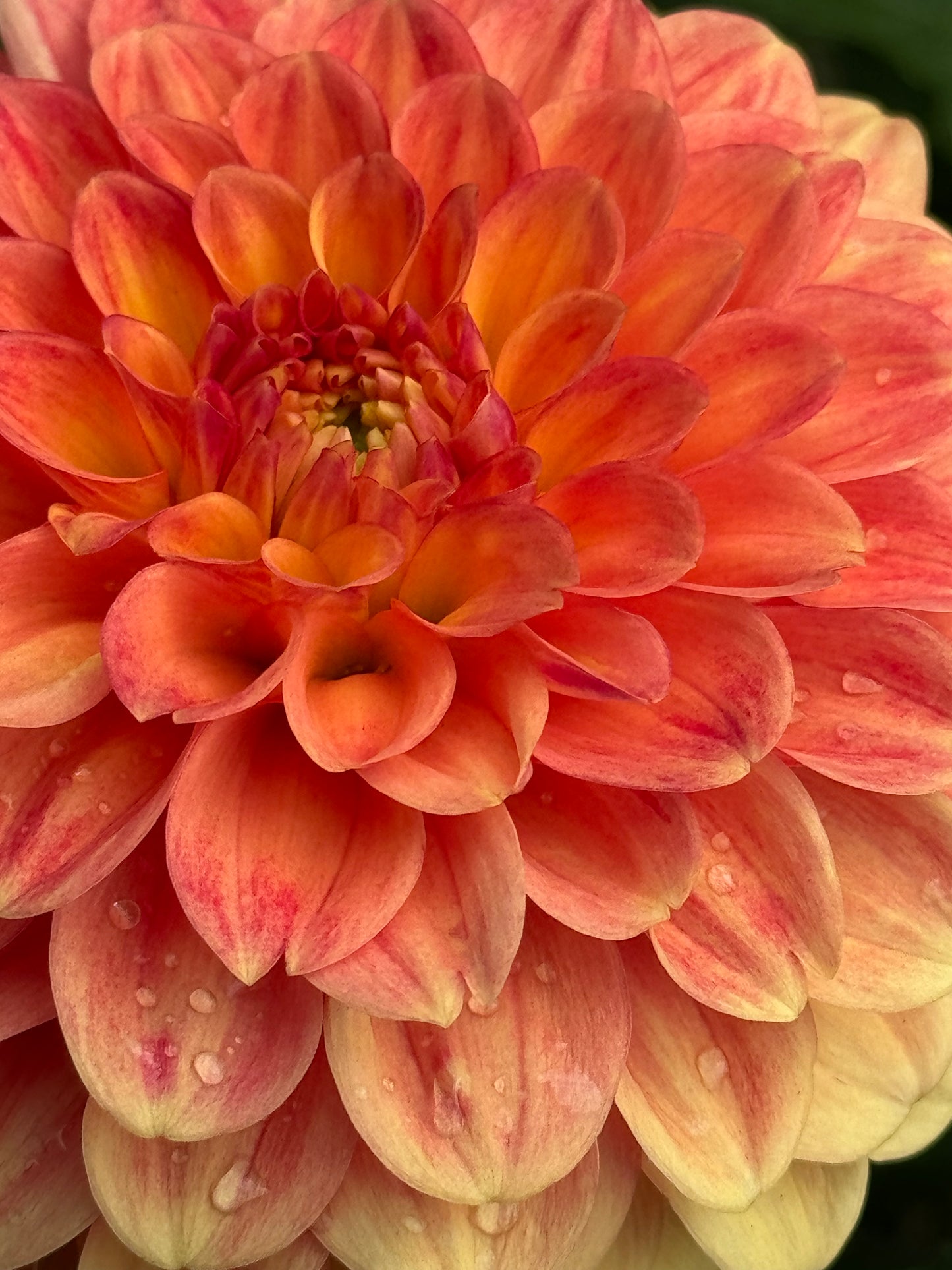 Camano Buzz Dahlia