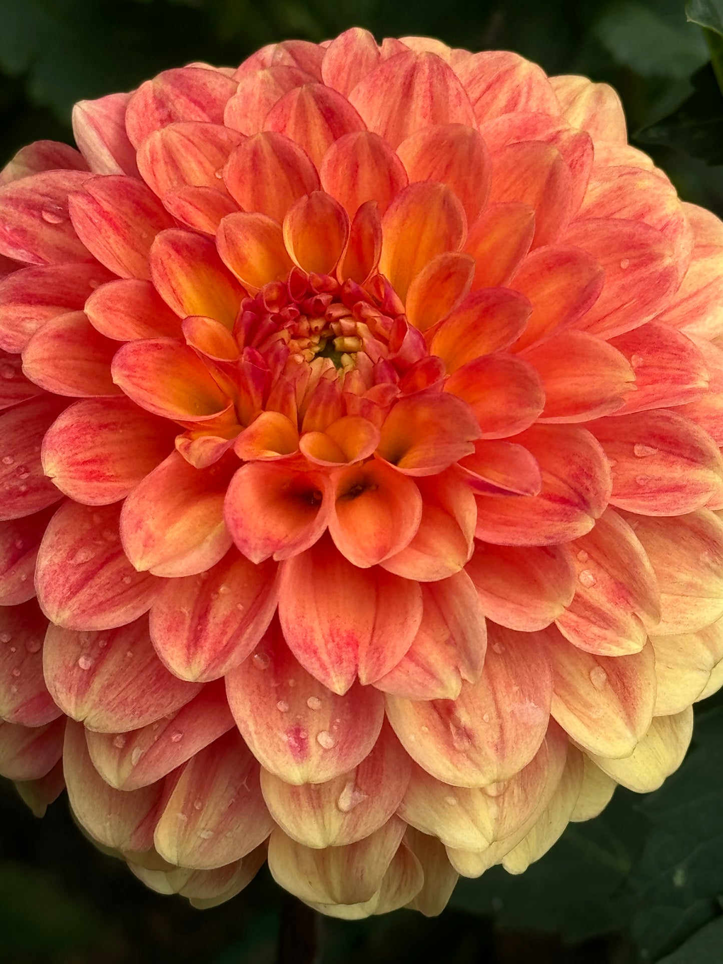 Camano Buzz Dahlia