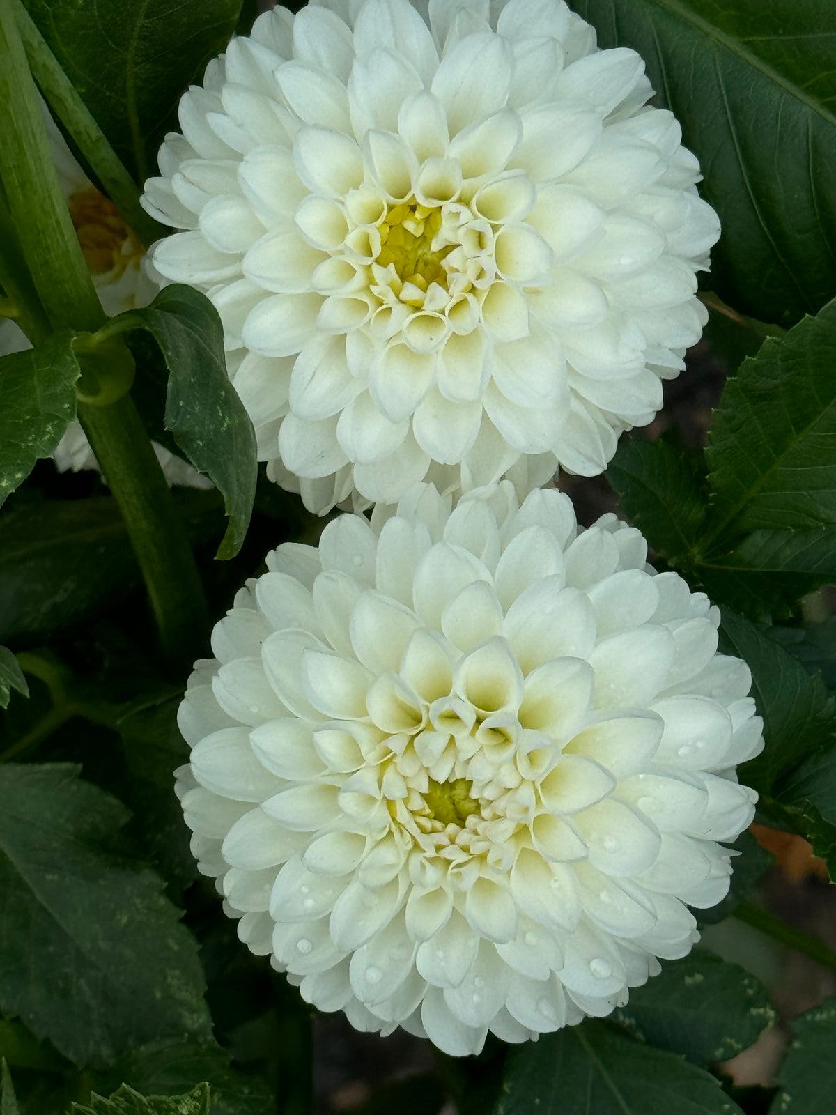 Lulu Dahlia