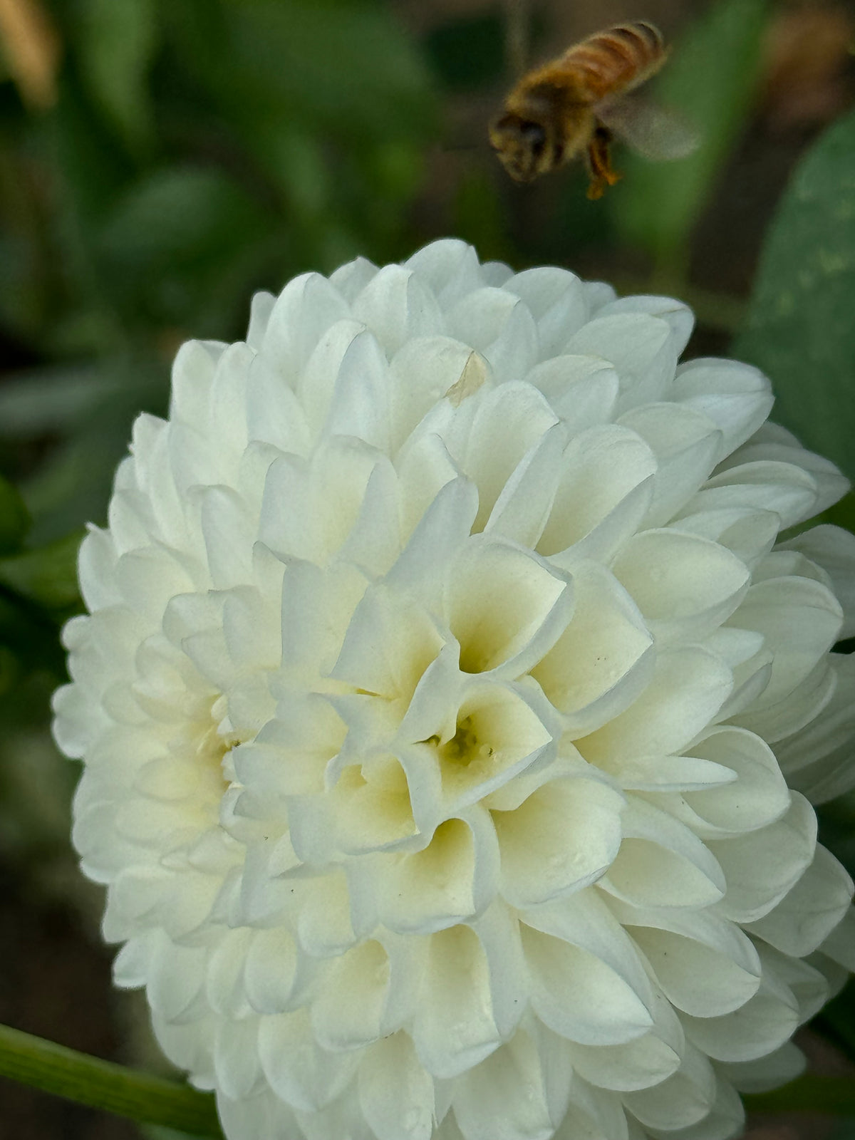 Lulu Dahlia
