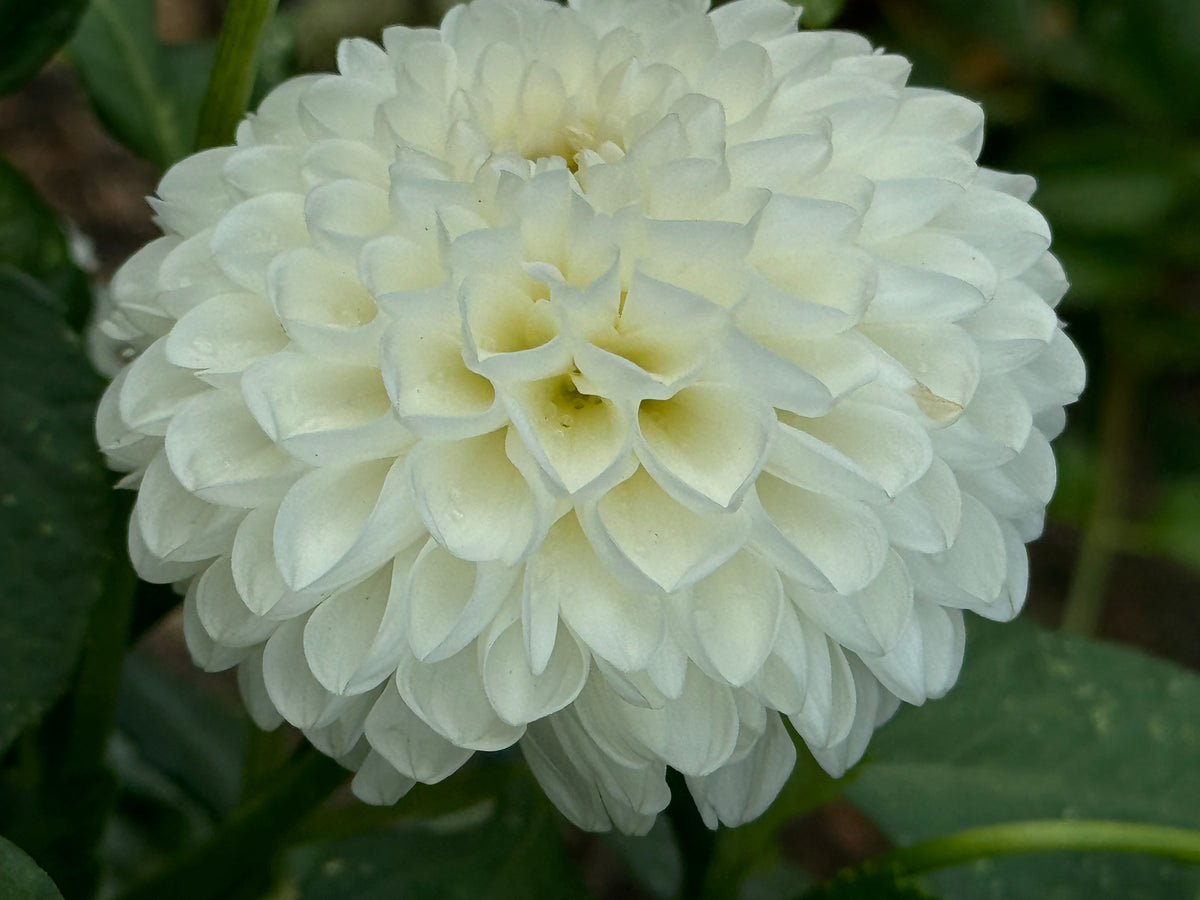 Lulu Dahlia