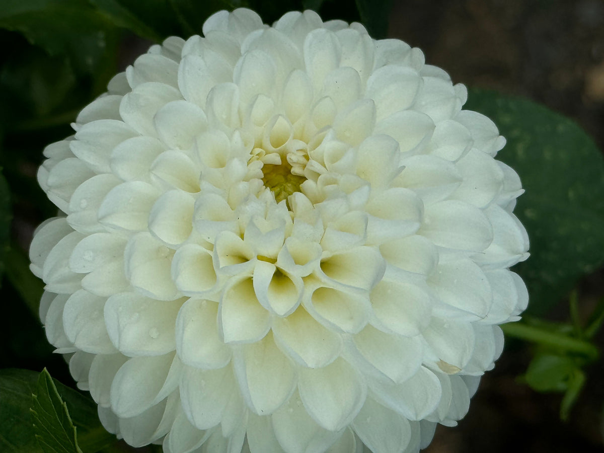 Lulu Dahlia
