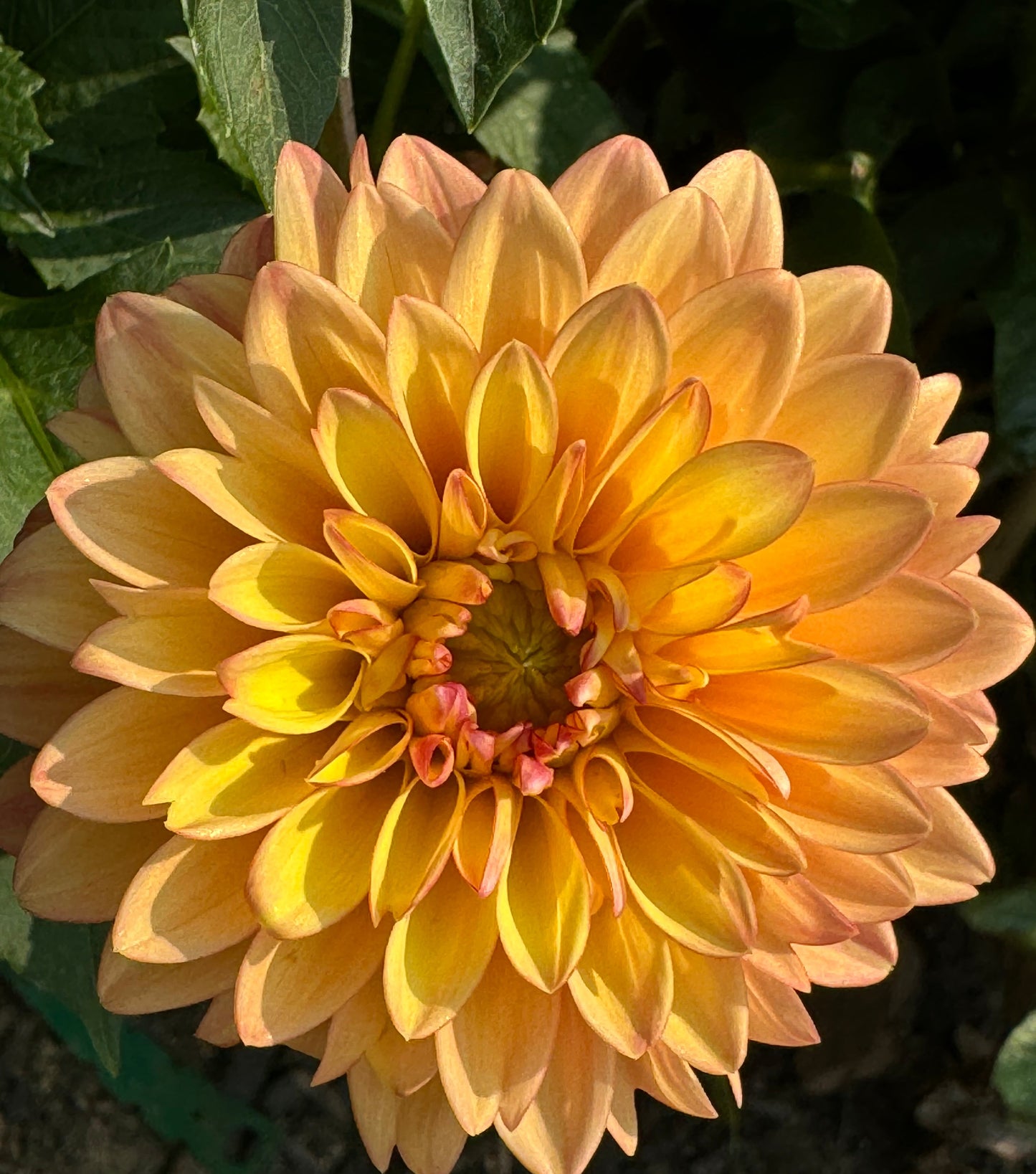 Clearview Crackerjack Dahlia