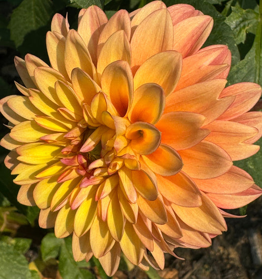 Clearview Crackerjack Dahlia