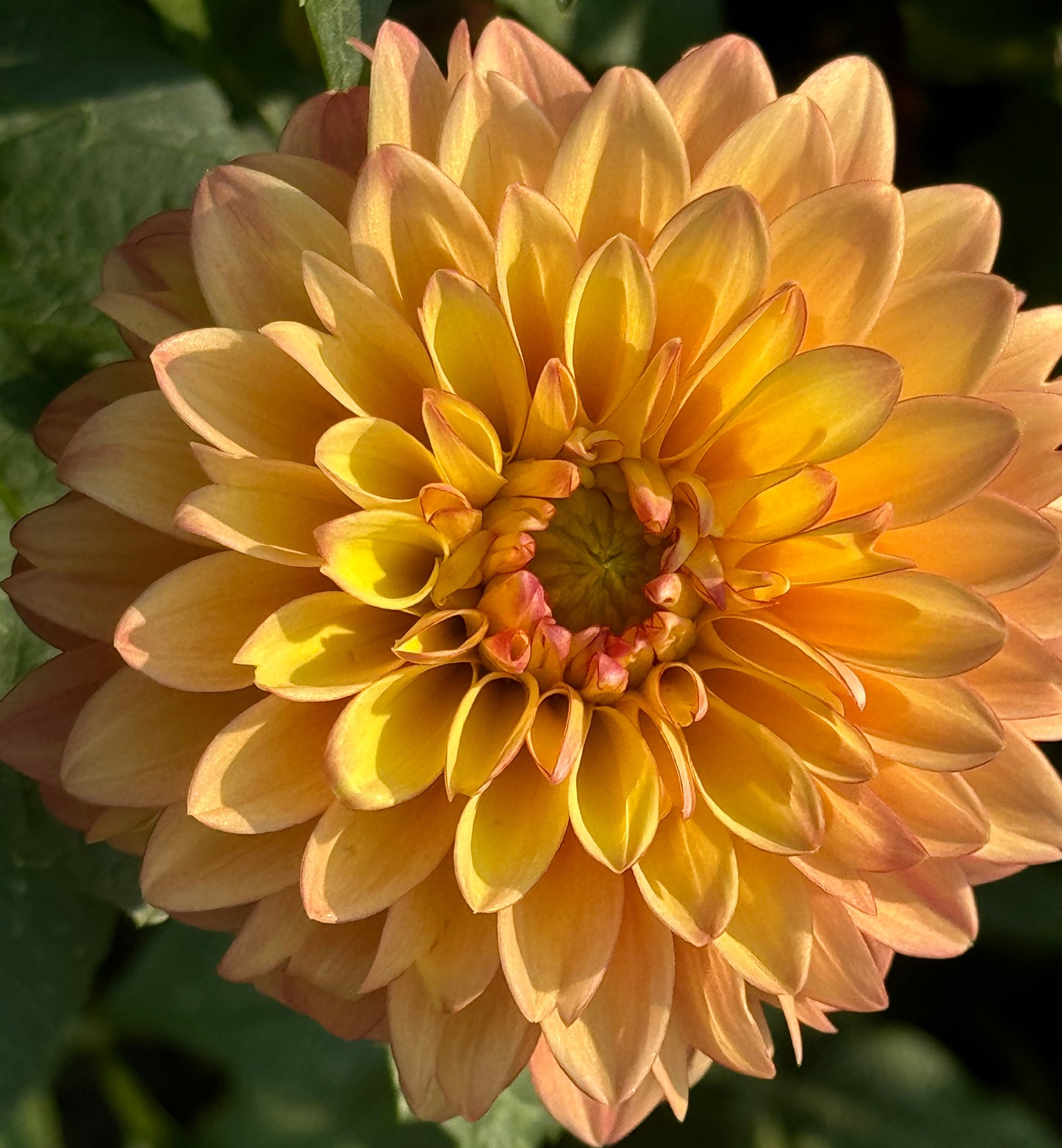 Clearview Crackerjack Dahlia