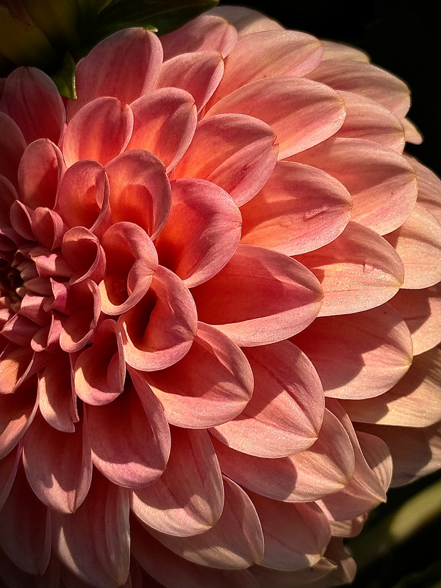 Chewy Dahlia