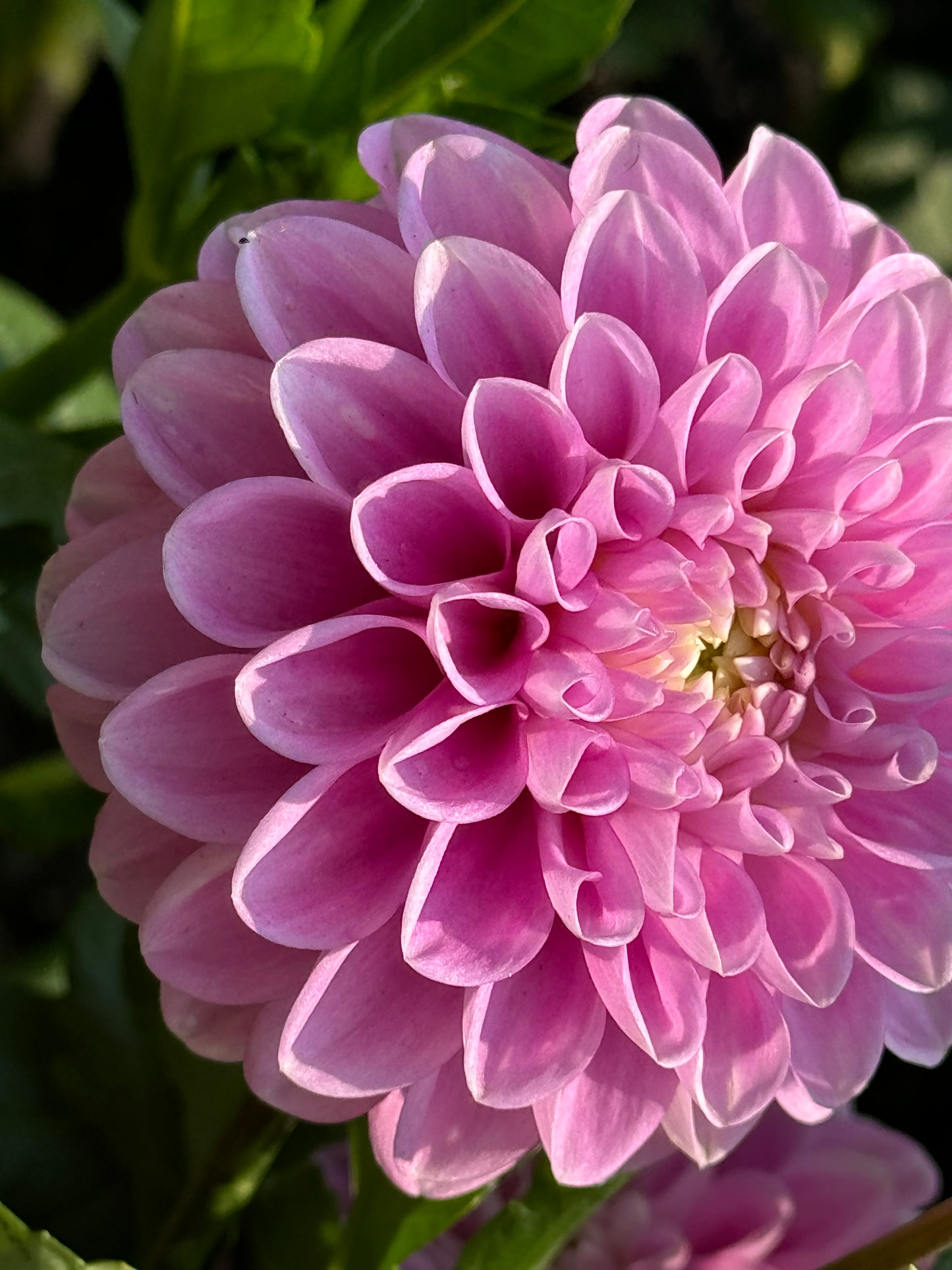 Snoho Sonia Dahlia