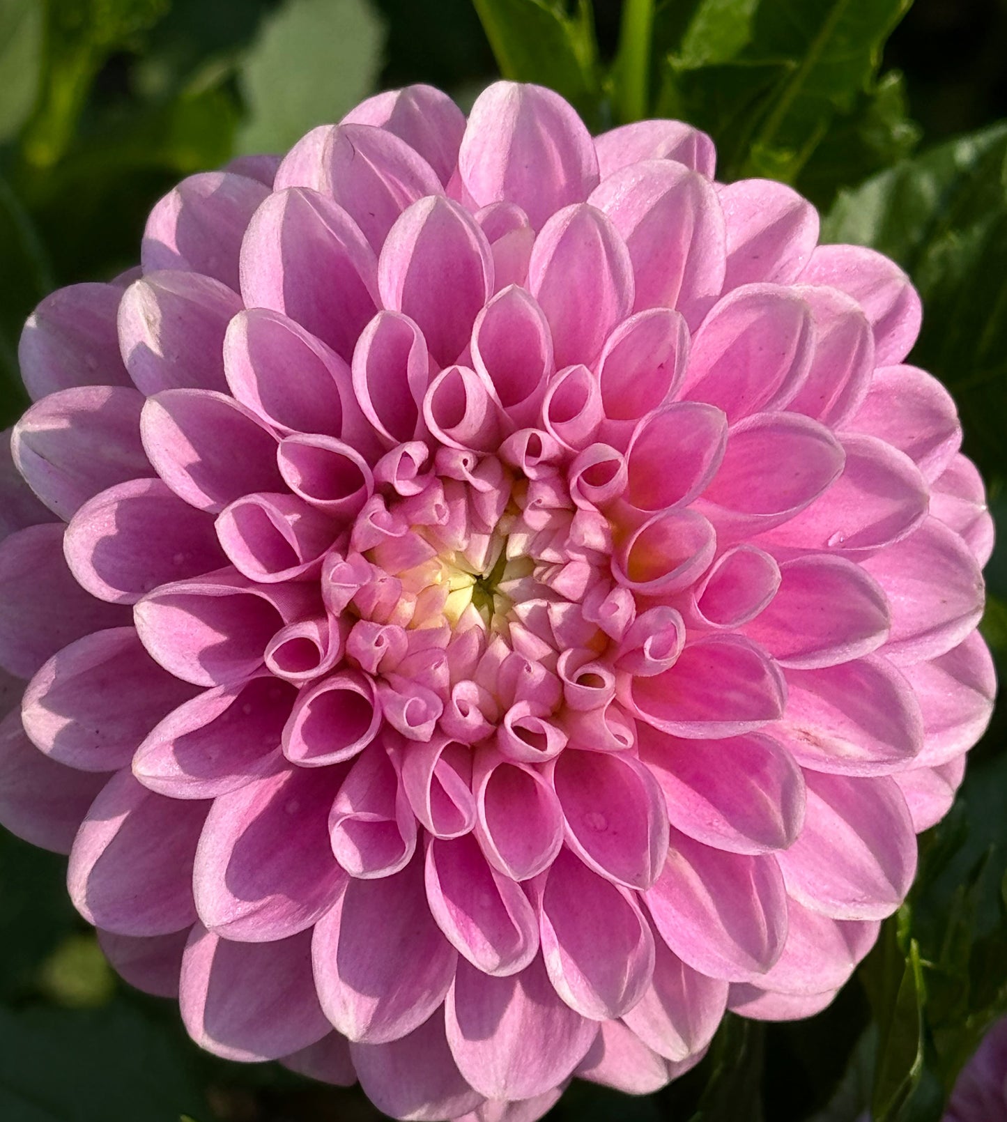 Snoho Sonia Dahlia