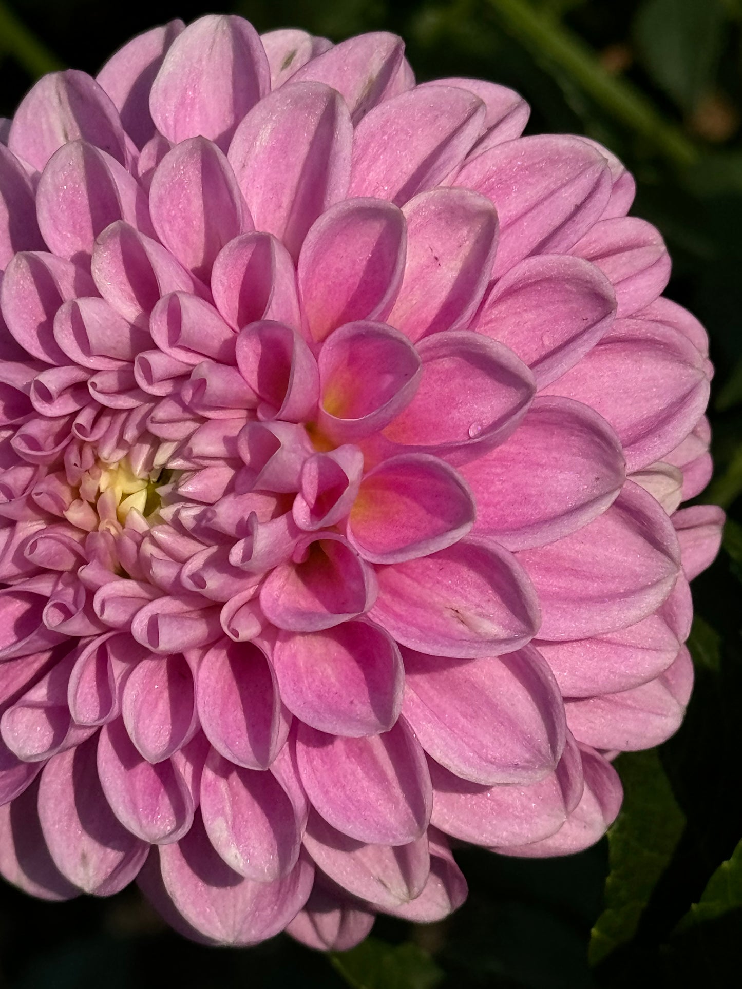 Snoho Sonia Dahlia