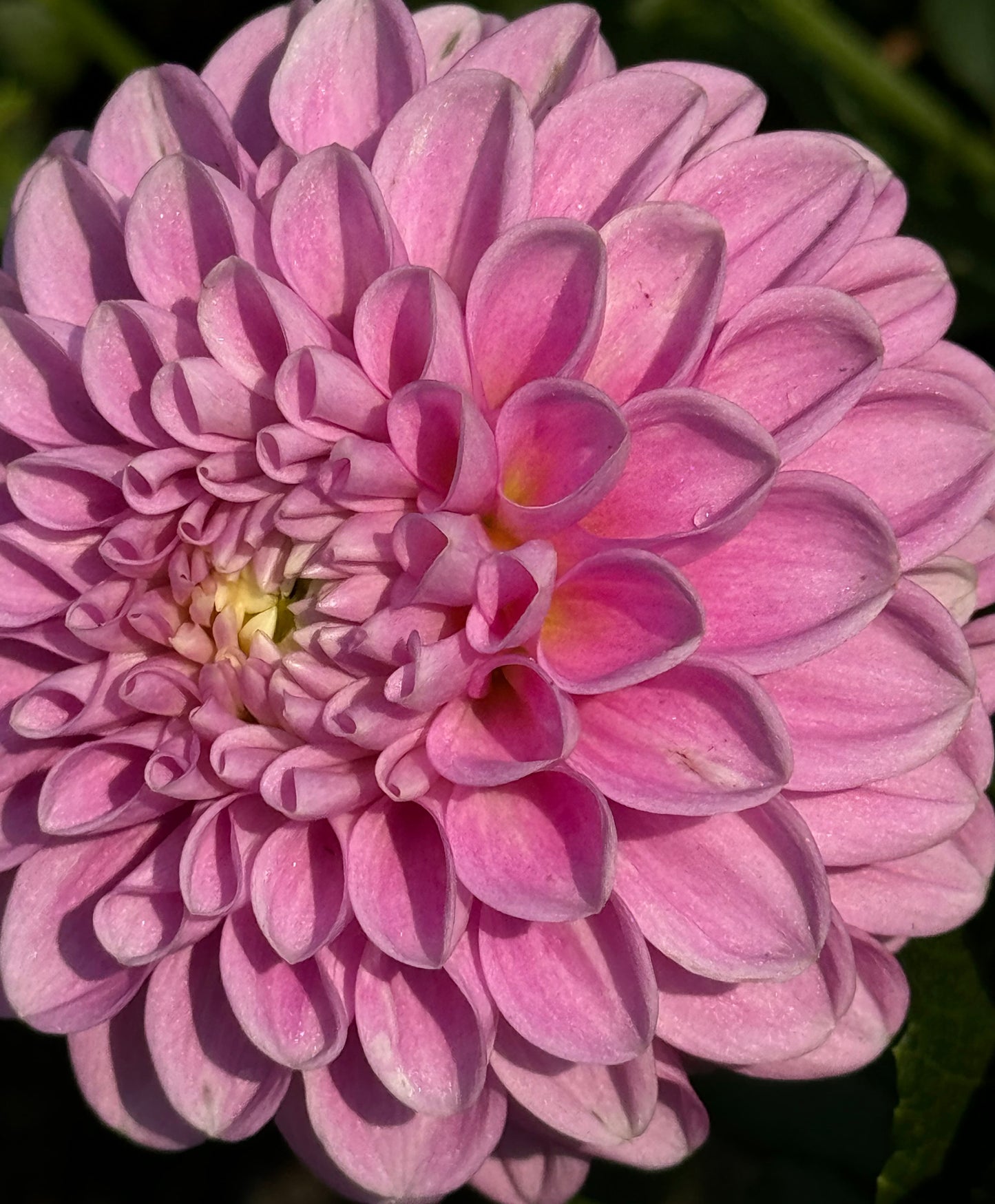 Snoho Sonia Dahlia