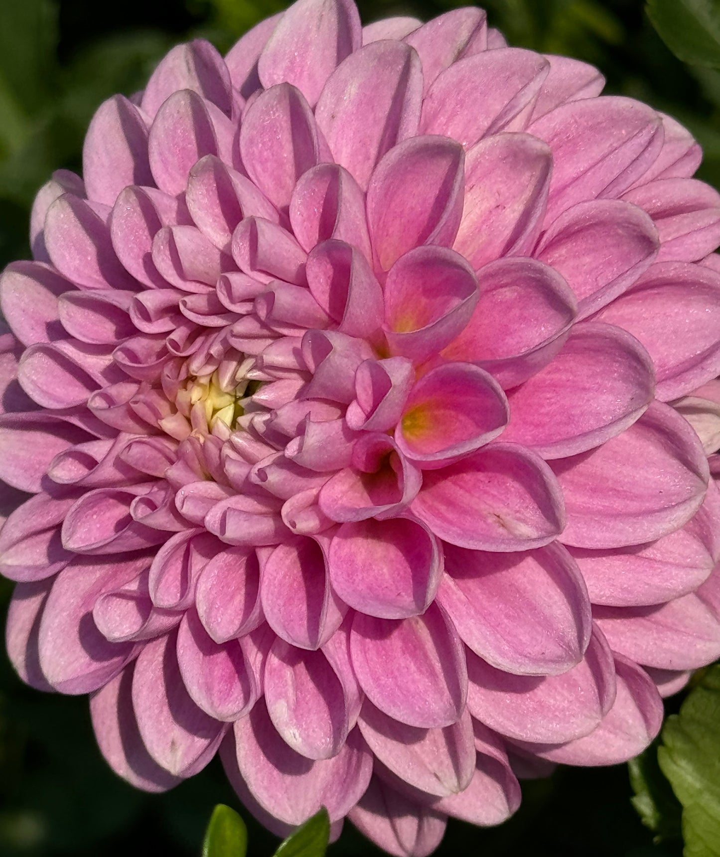 Snoho Sonia Dahlia