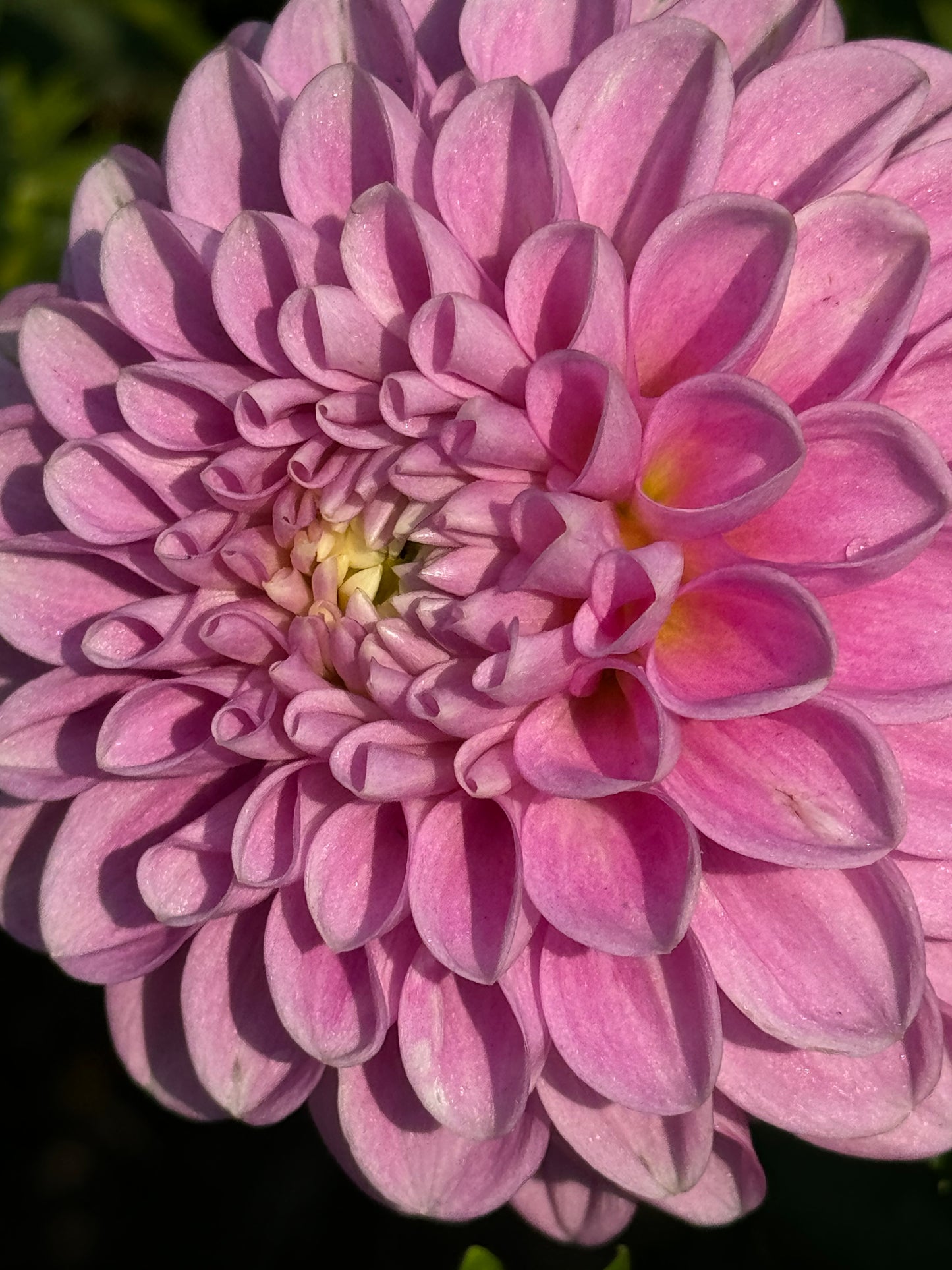 Snoho Sonia Dahlia