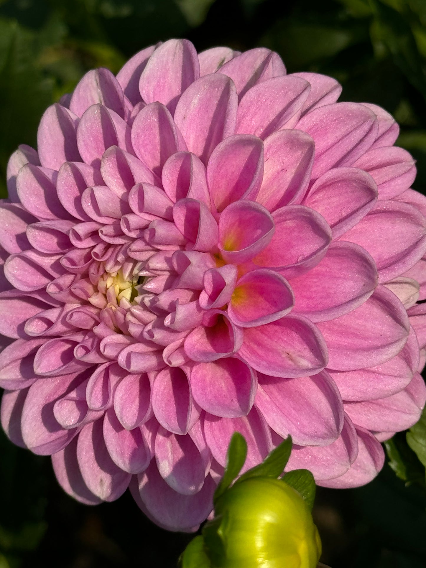 Snoho Sonia Dahlia