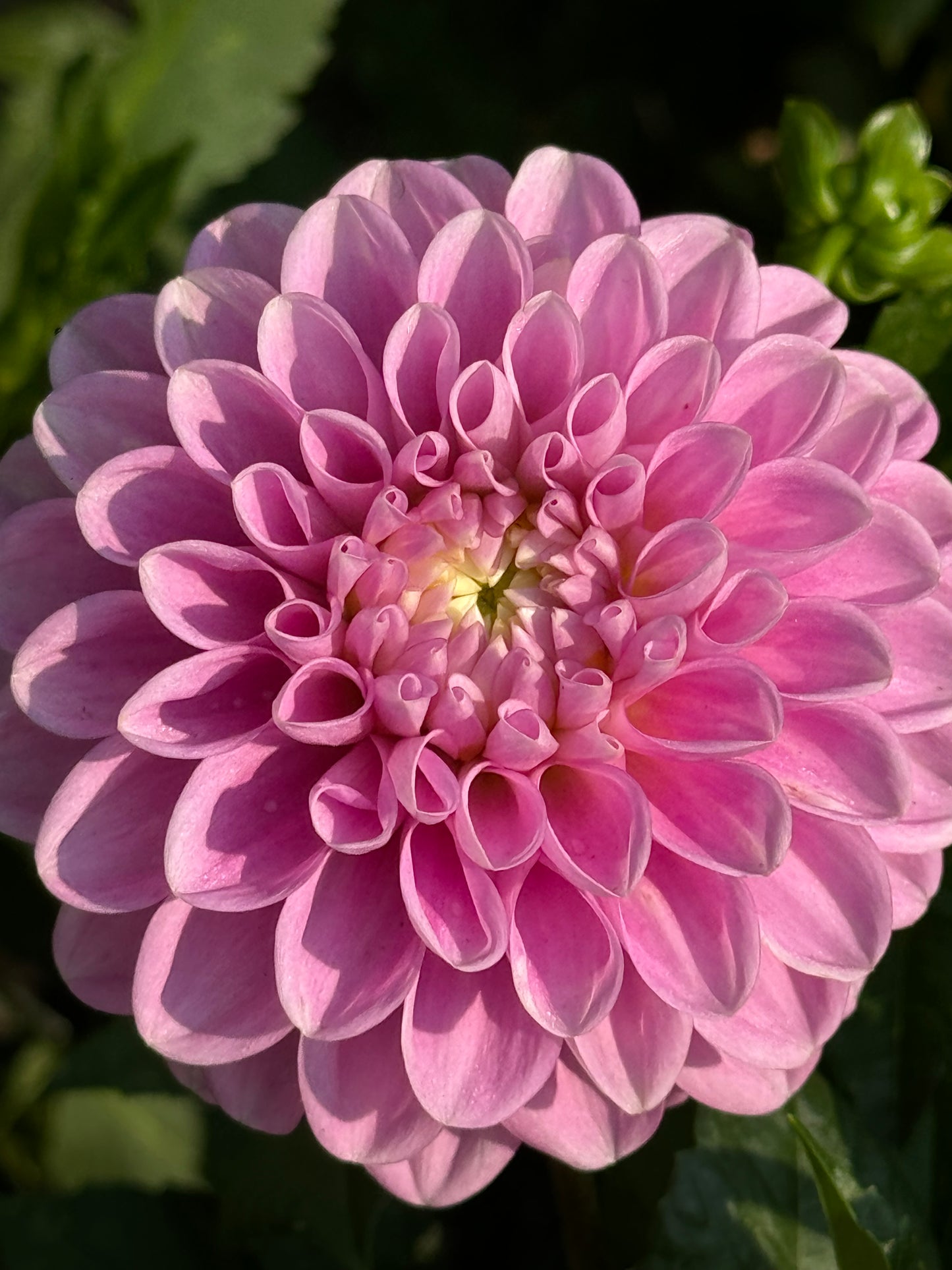 Snoho Sonia Dahlia