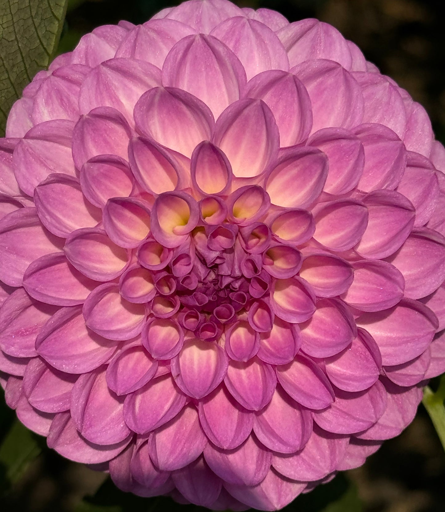 20th Avenue Pure Prince Dahlia