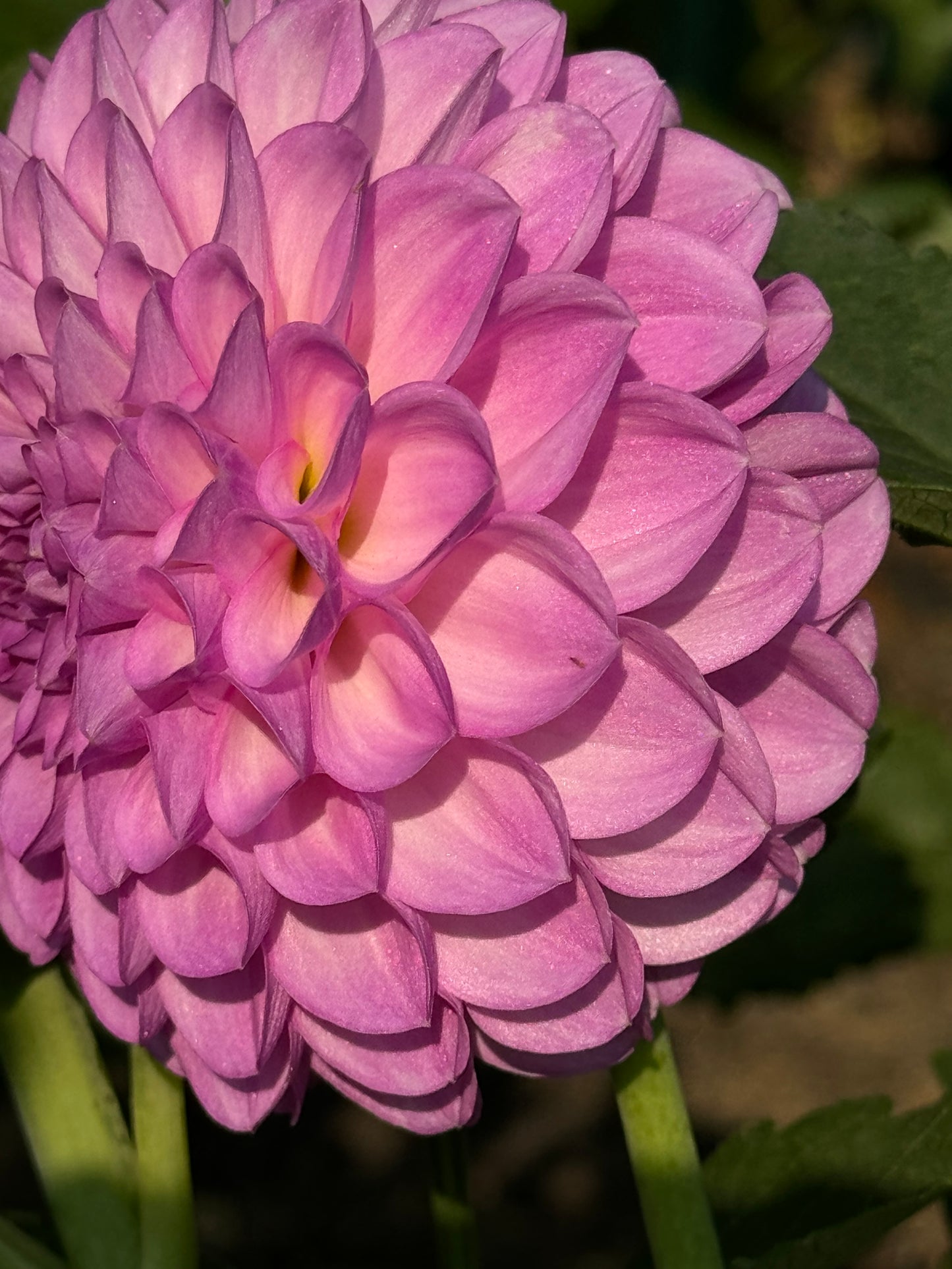 20th Avenue Pure Prince Dahlia