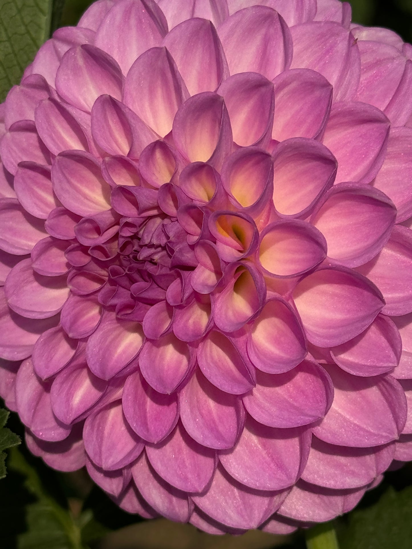 20th Avenue Pure Prince Dahlia