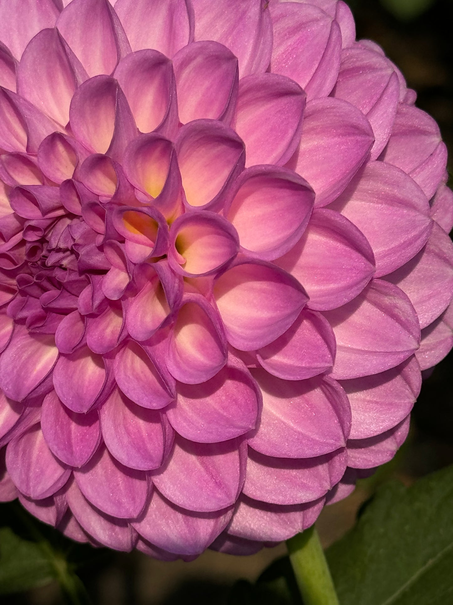 20th Avenue Pure Prince Dahlia