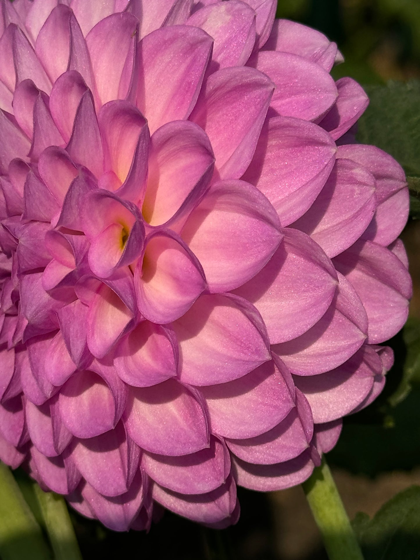 20th Avenue Pure Prince Dahlia