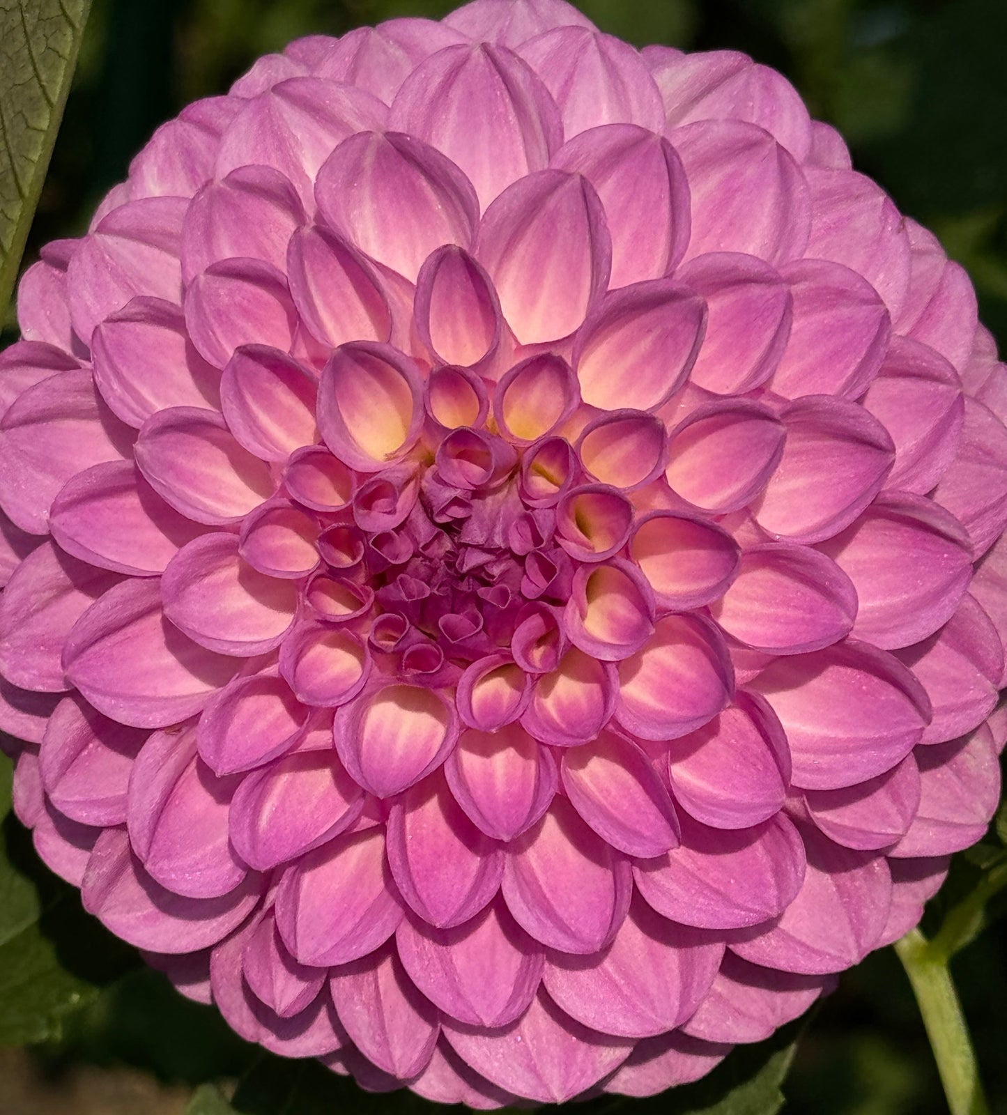 20th Avenue Pure Prince Dahlia