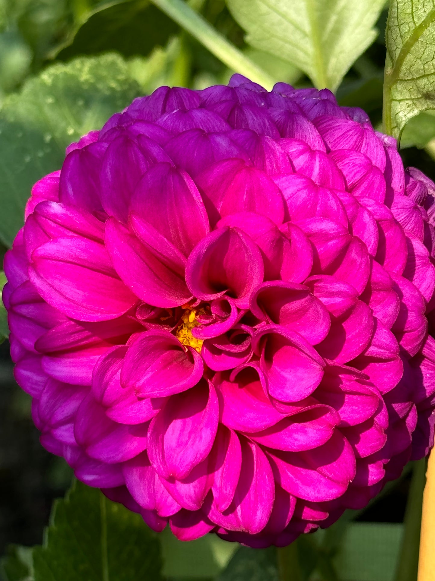 SB’s Becky Dahlia