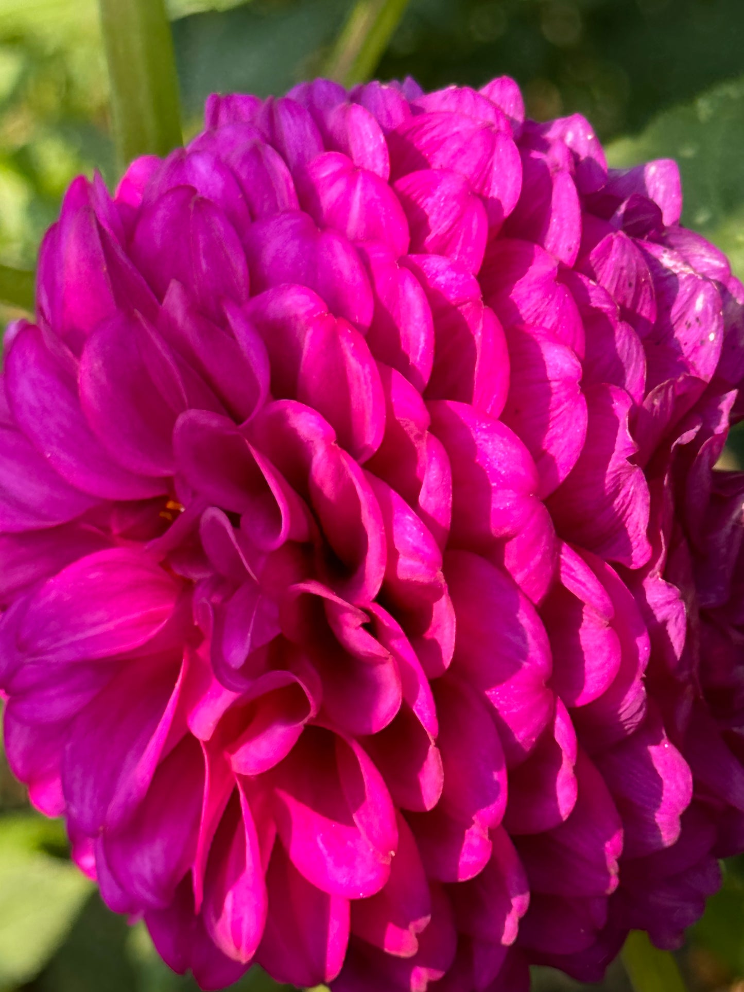 SB’s Becky Dahlia