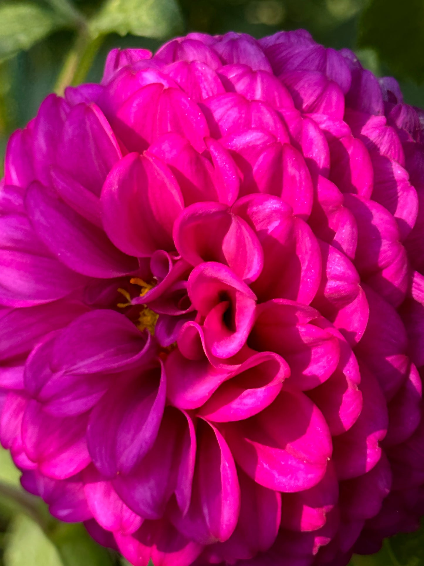 SB’s Becky Dahlia