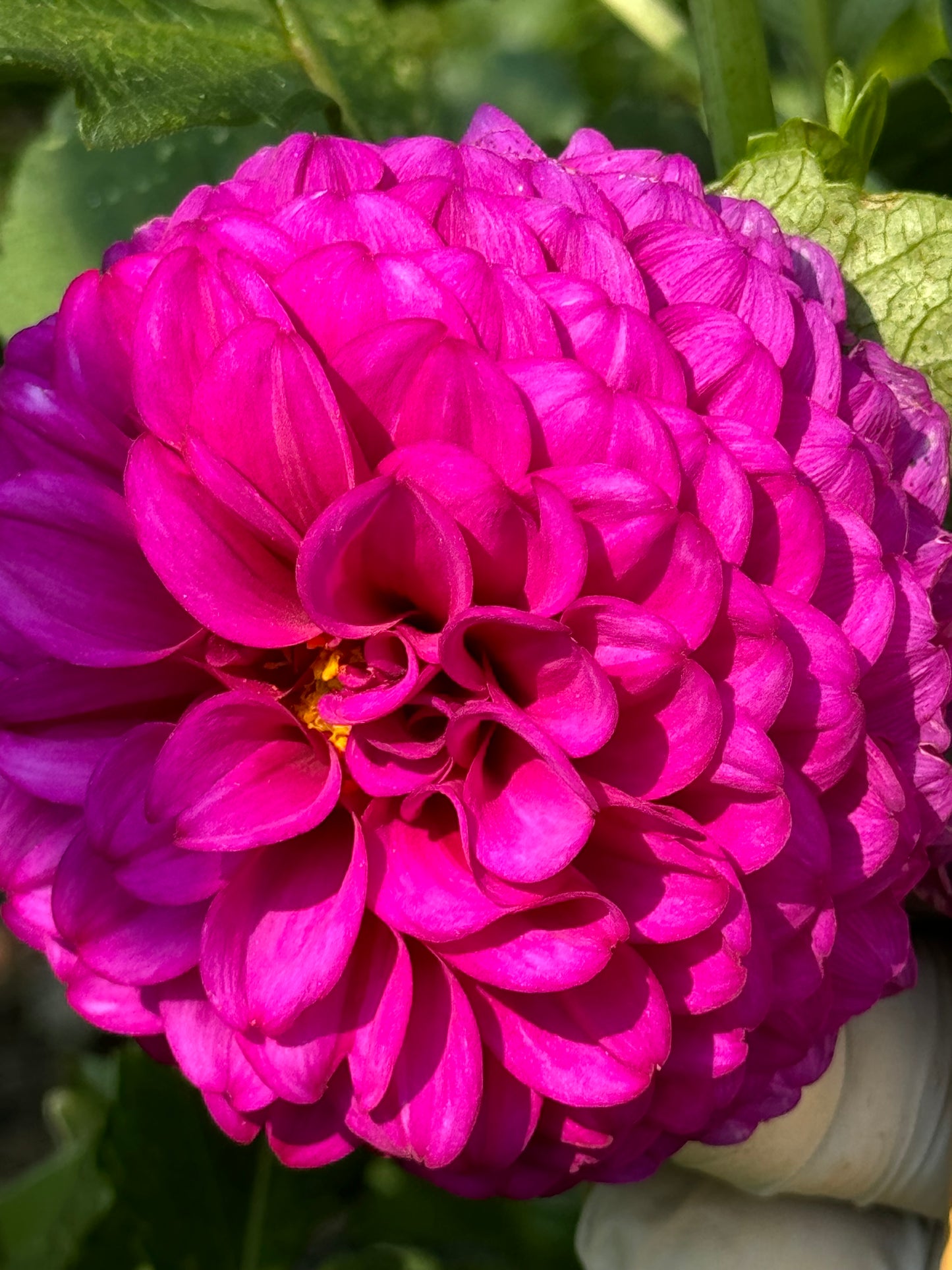 SB’s Becky Dahlia