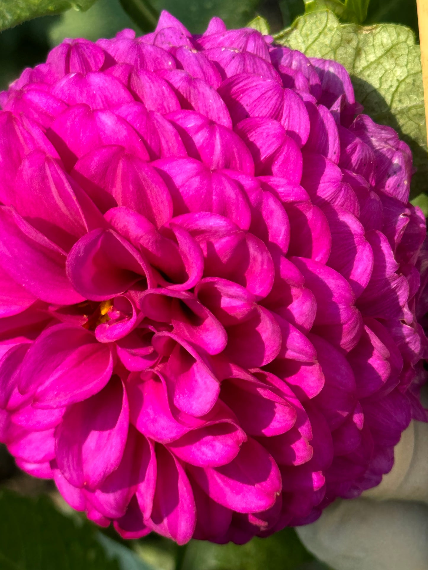 SB’s Becky Dahlia