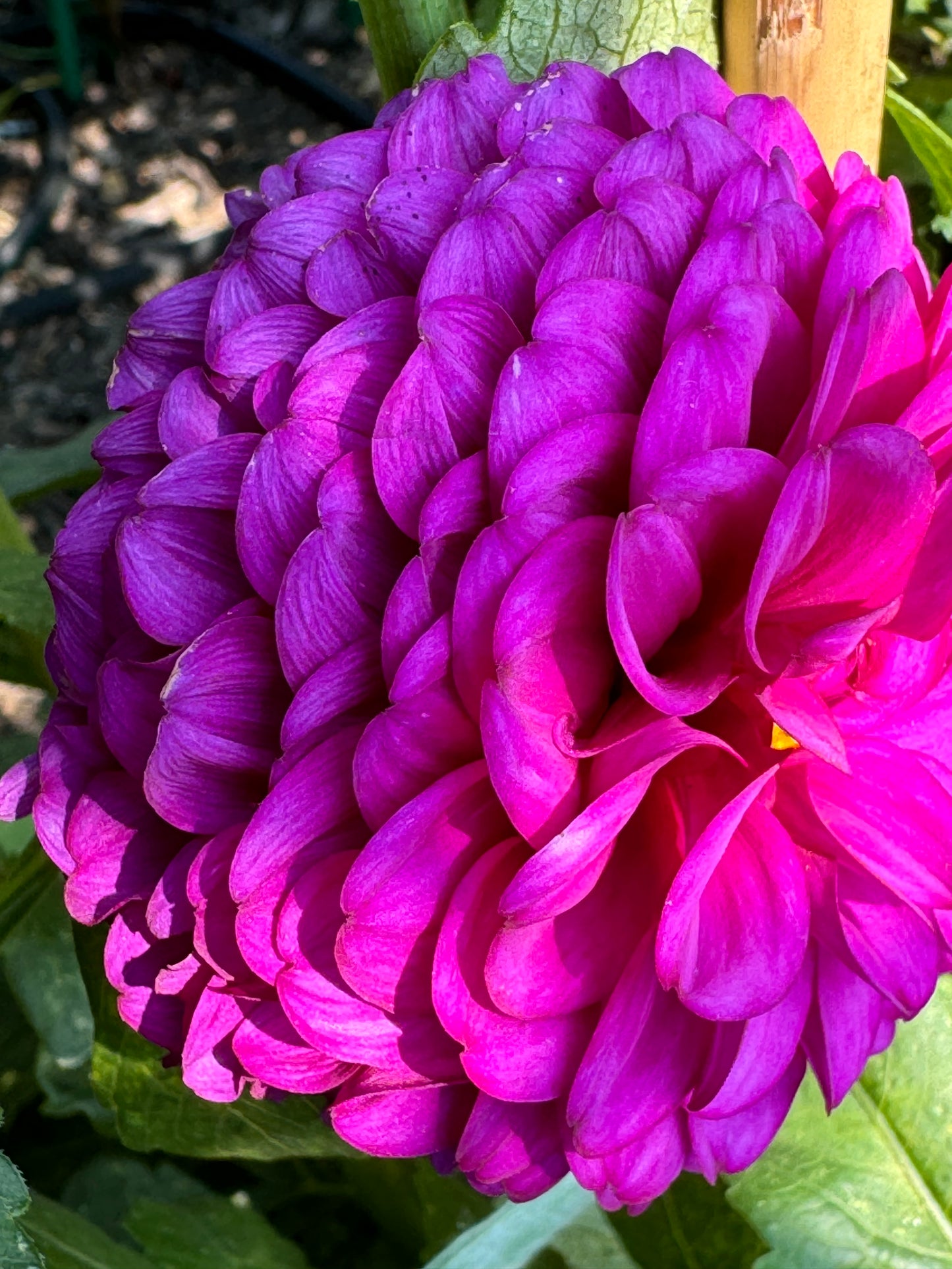 SB’s Becky Dahlia