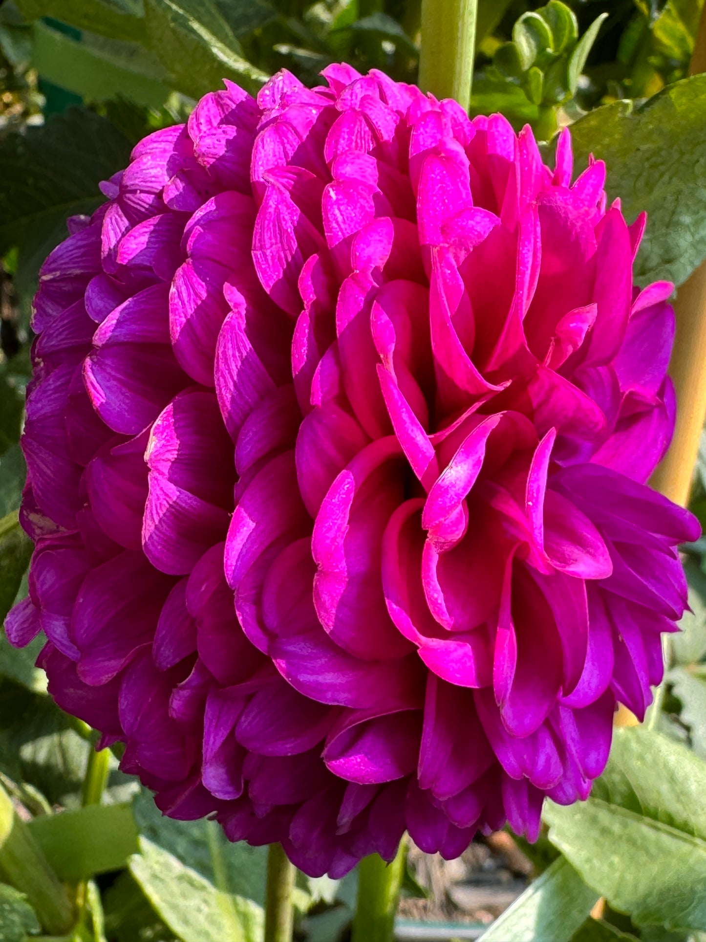 SB’s Becky Dahlia