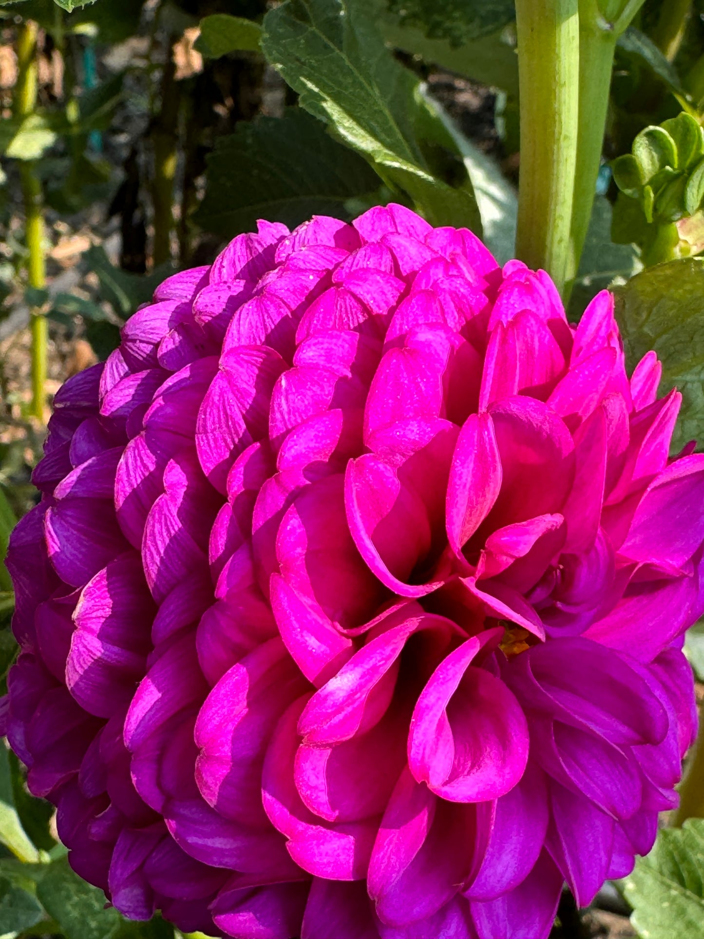 SB’s Becky Dahlia