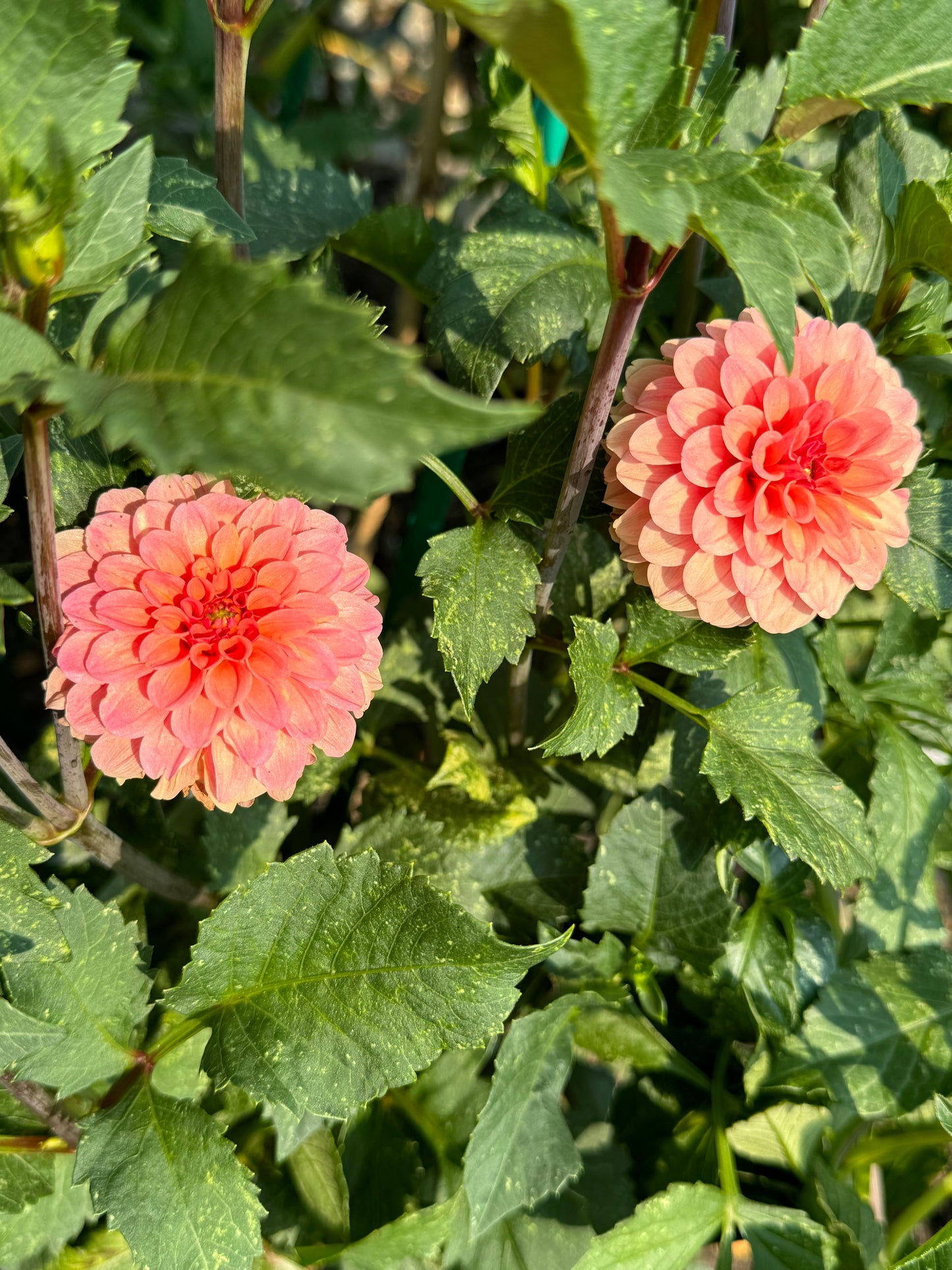 Rose Toscano Dahlia