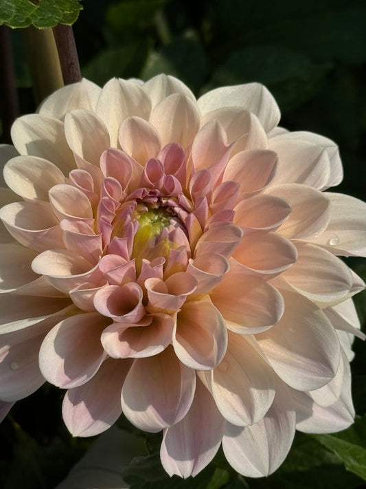 Sweet Nathalie Dahlia