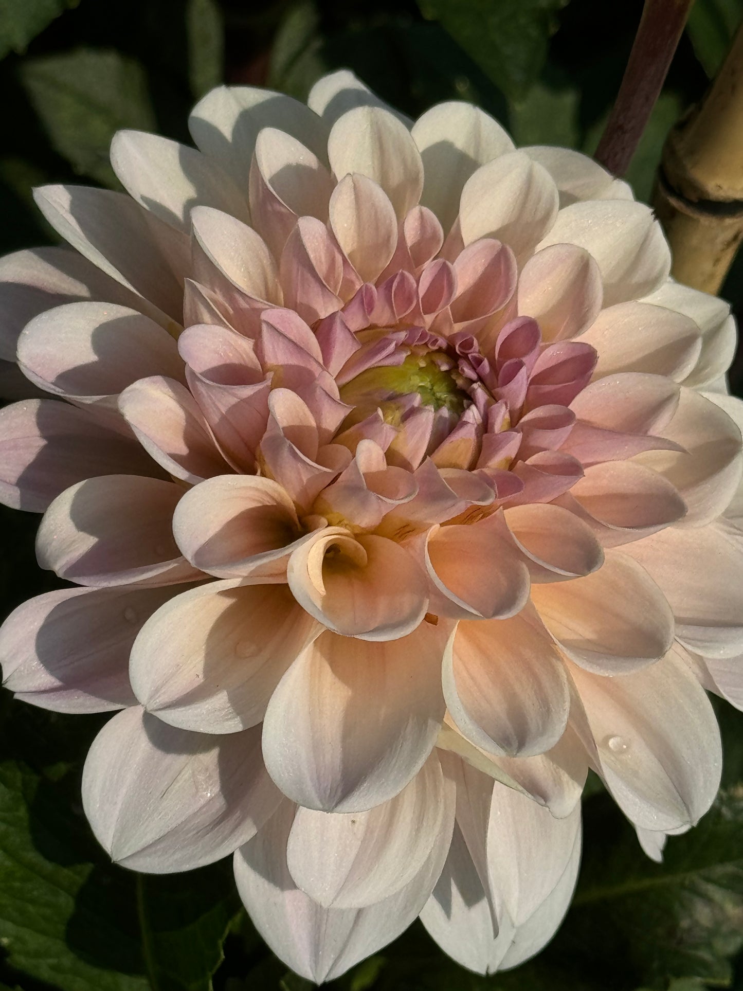 Sweet Nathalie Dahlia