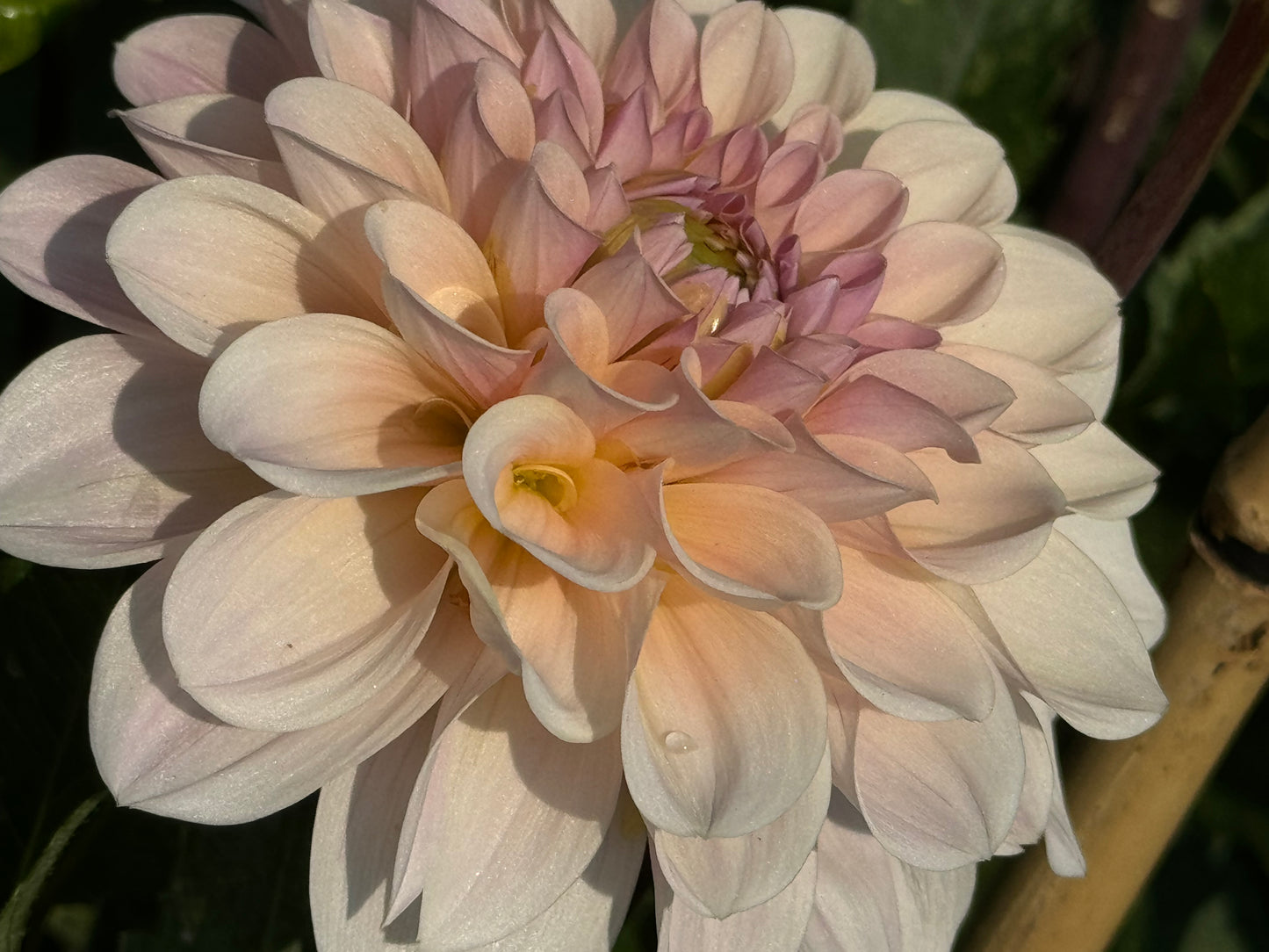 Sweet Nathalie Dahlia