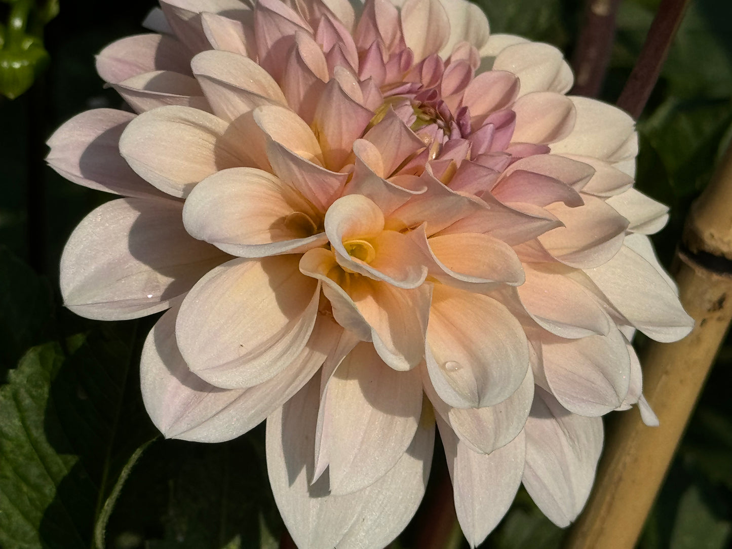 Sweet Nathalie Dahlia