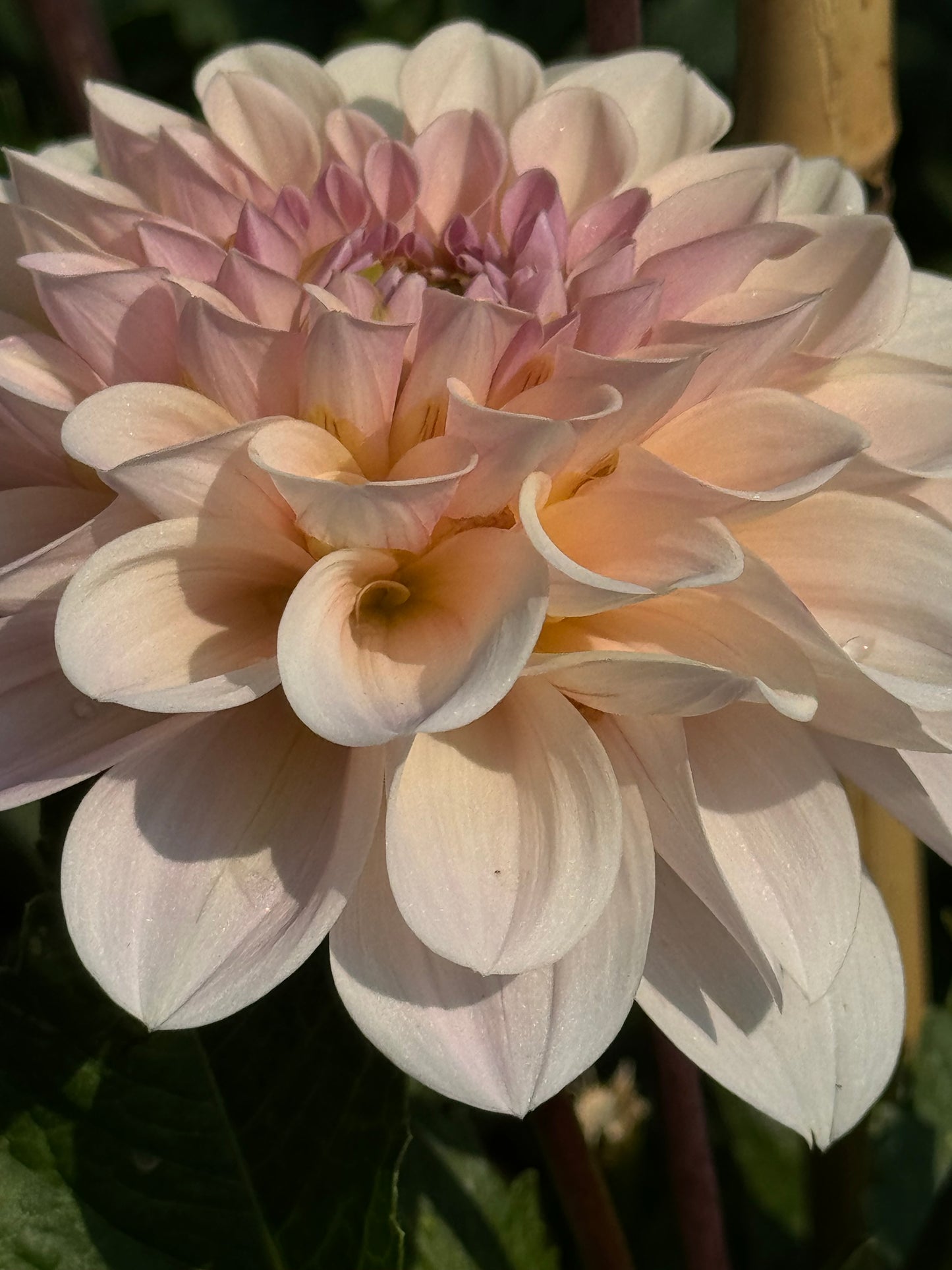 Sweet Nathalie Dahlia
