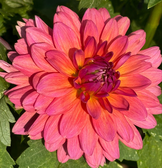 Bloomquist Harmony Dahlia