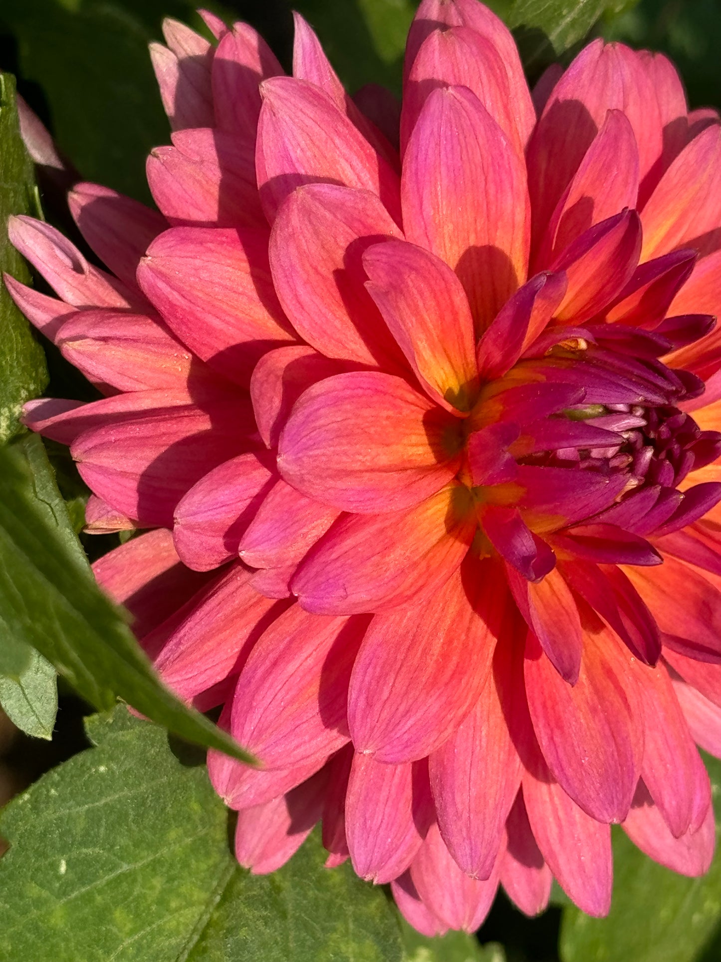 Bloomquist Harmony Dahlia