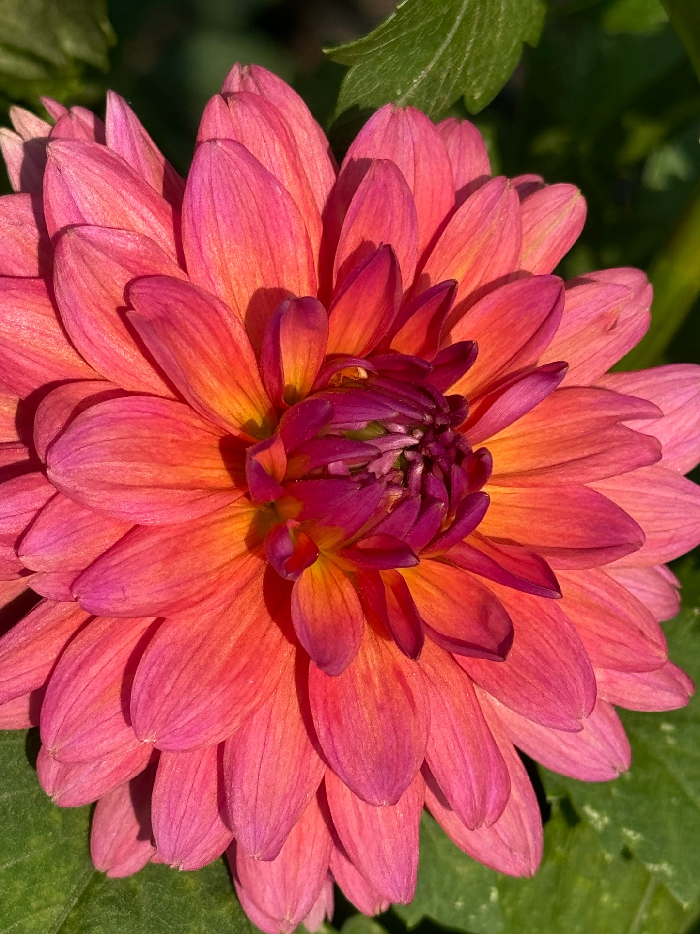 Bloomquist Harmony Dahlia