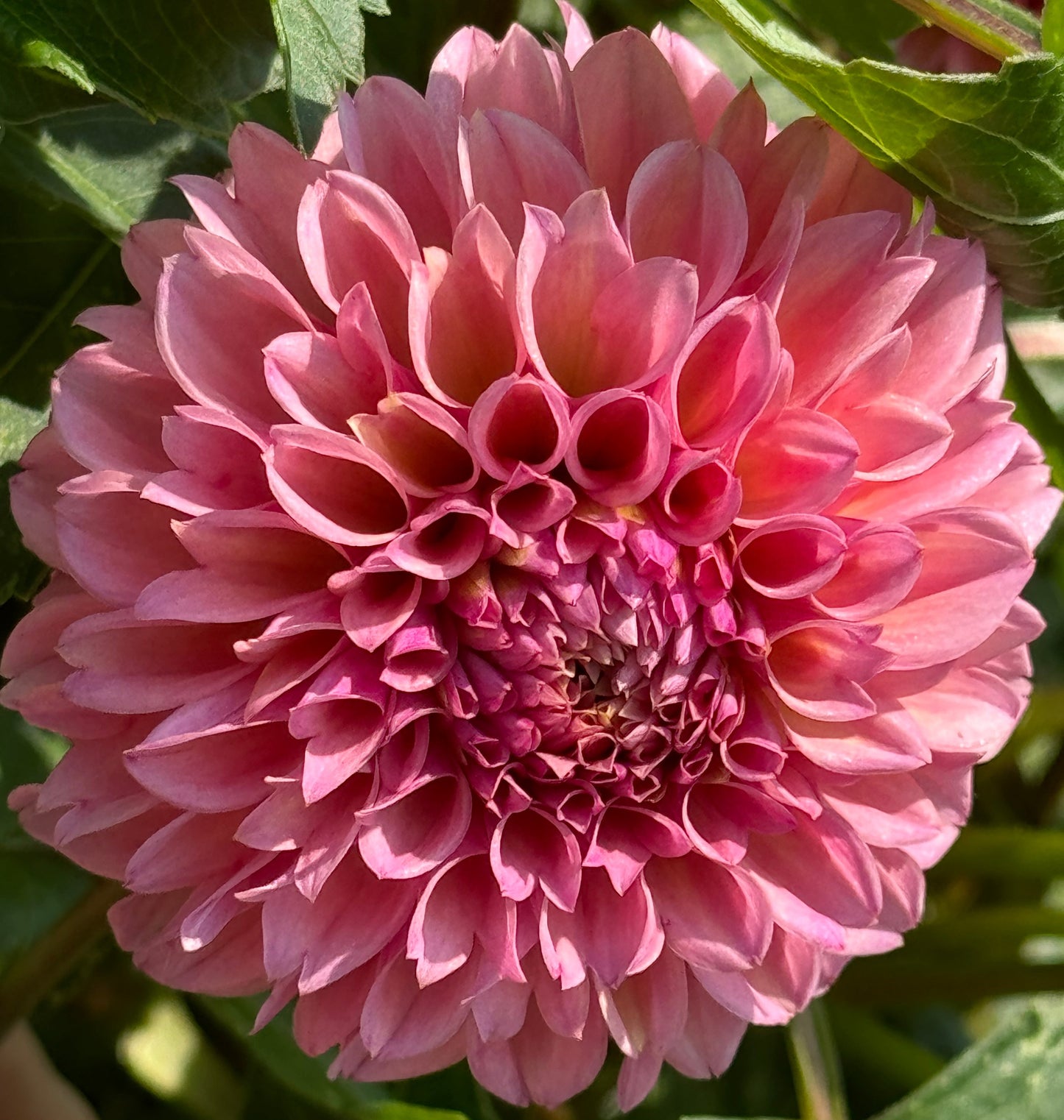 Bracken Rose Dahlia