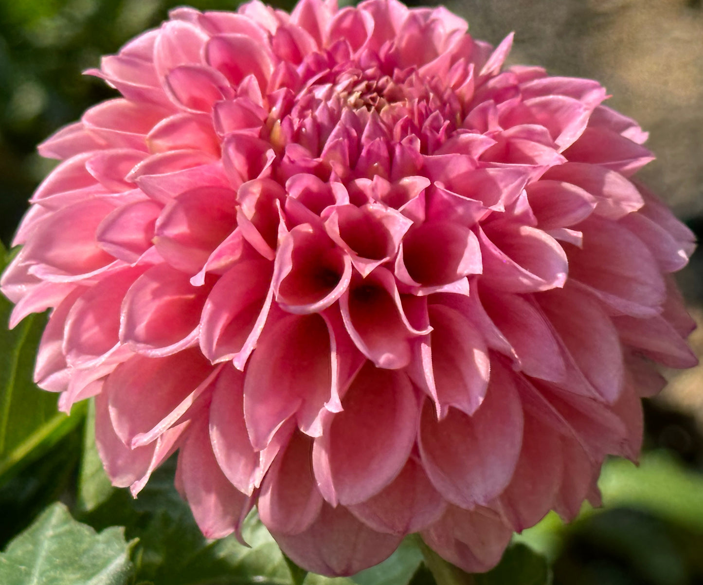 Bracken Rose Dahlia