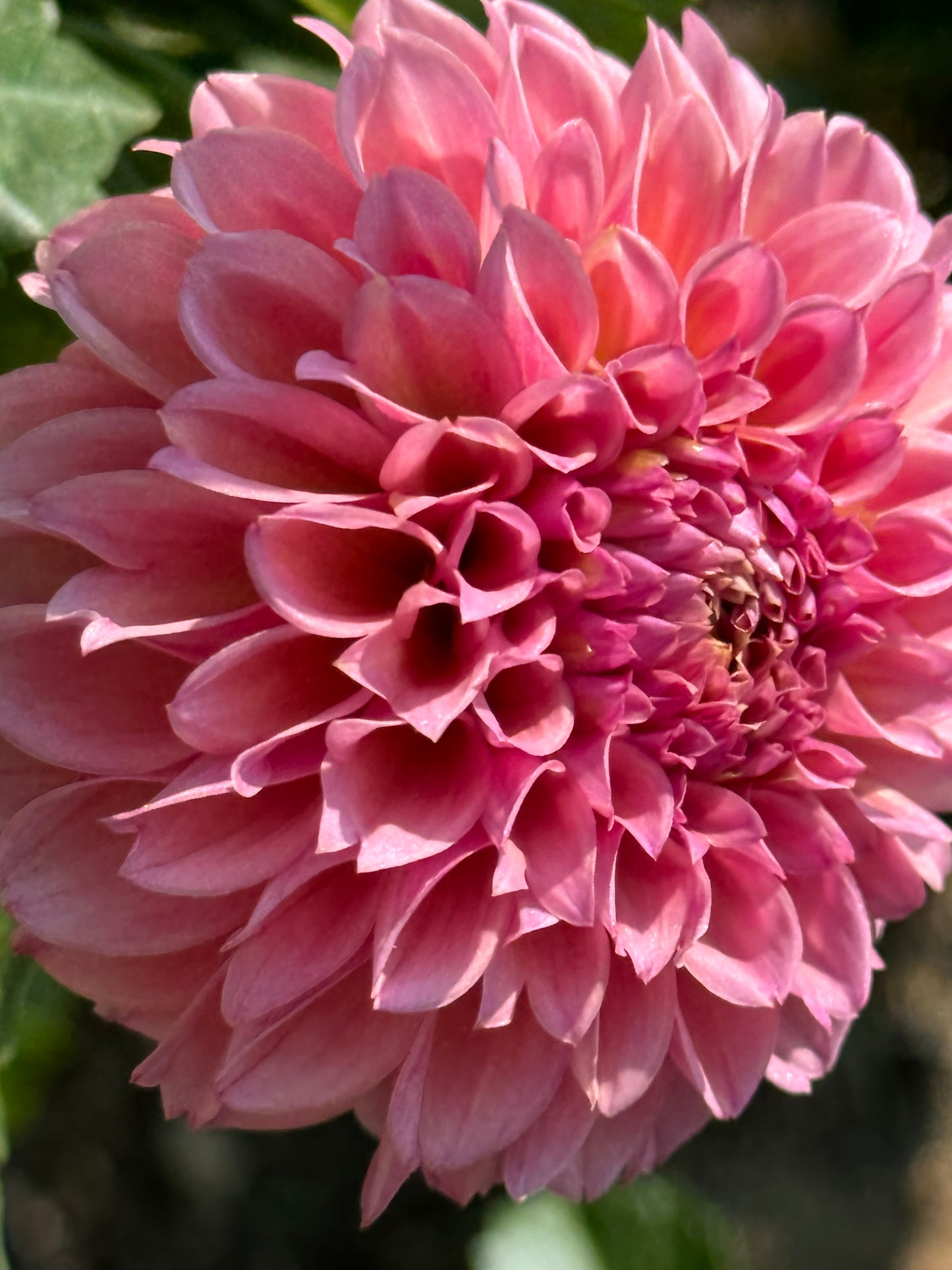 Bracken Rose Dahlia