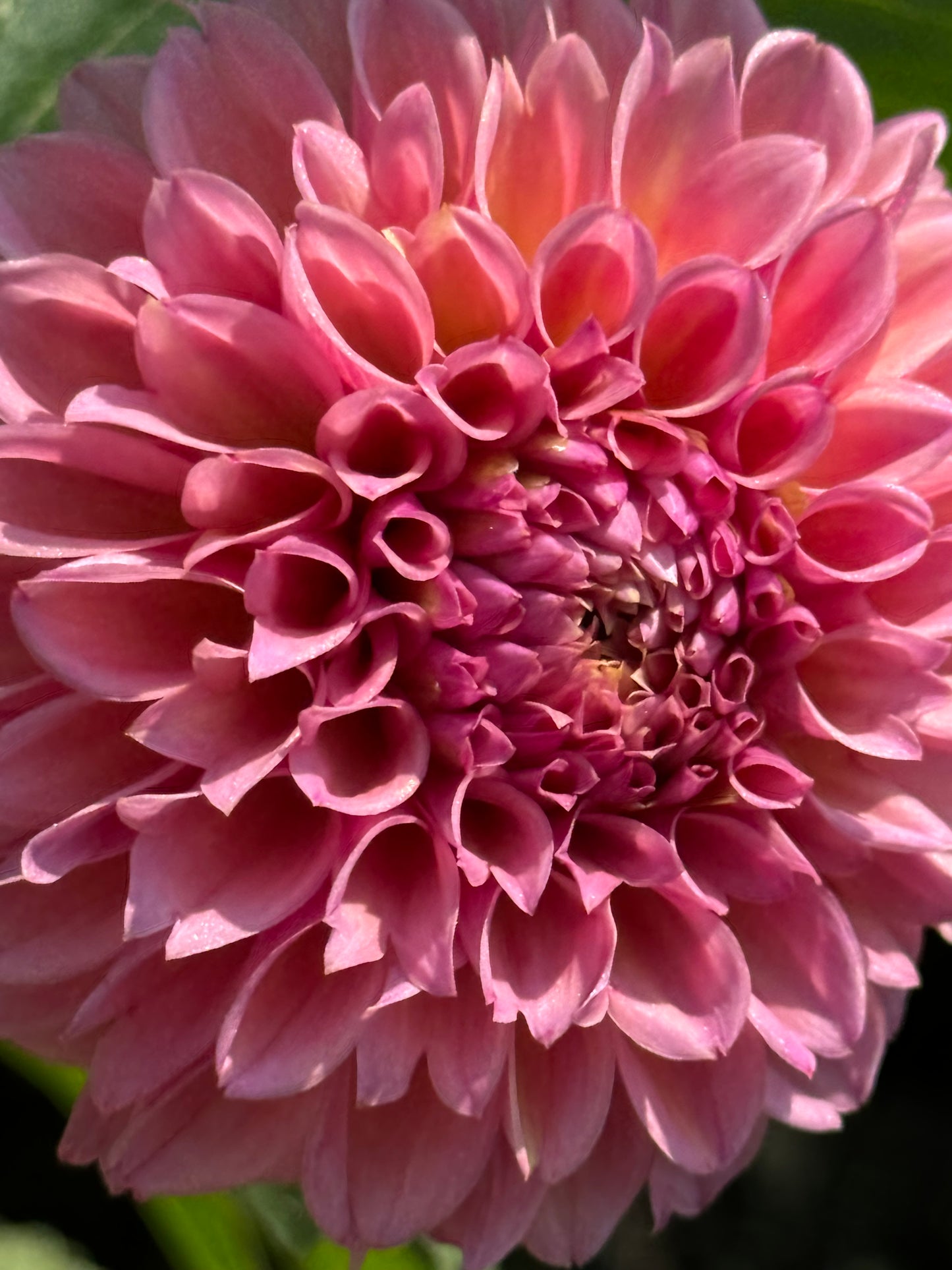 Bracken Rose Dahlia