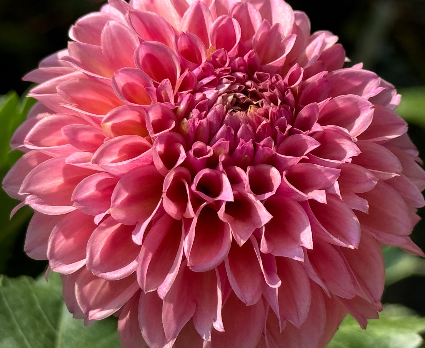 Bracken Rose Dahlia