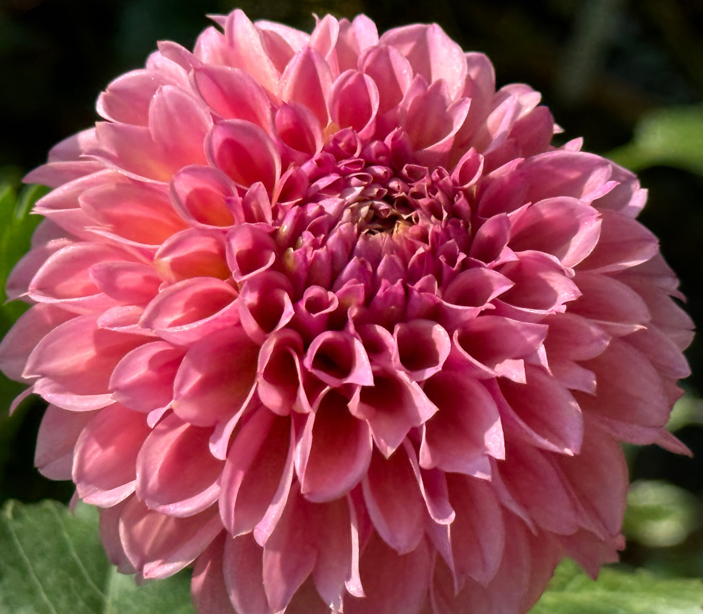 Bracken Rose Dahlia