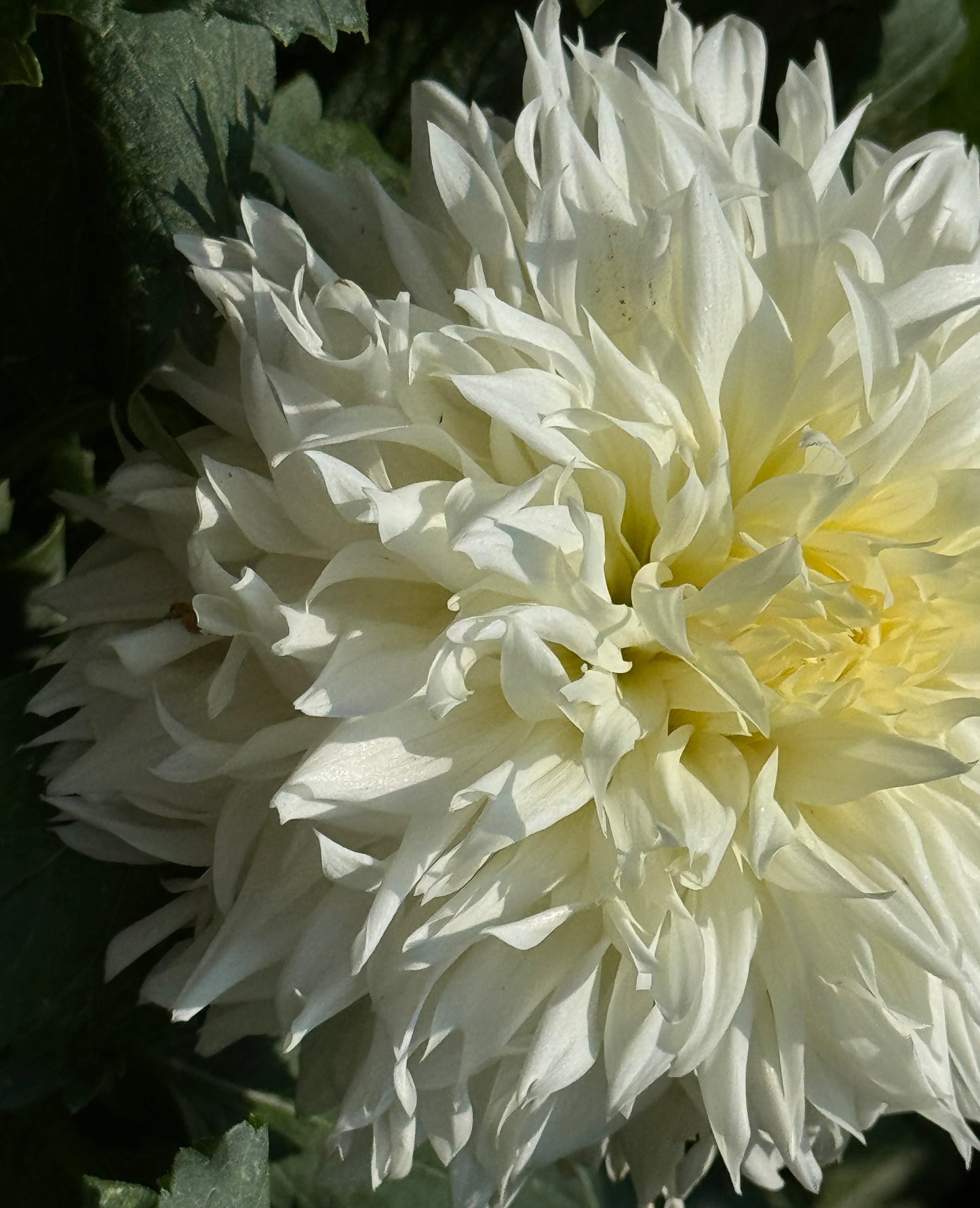 Bloomquist Fantastic Dahlia