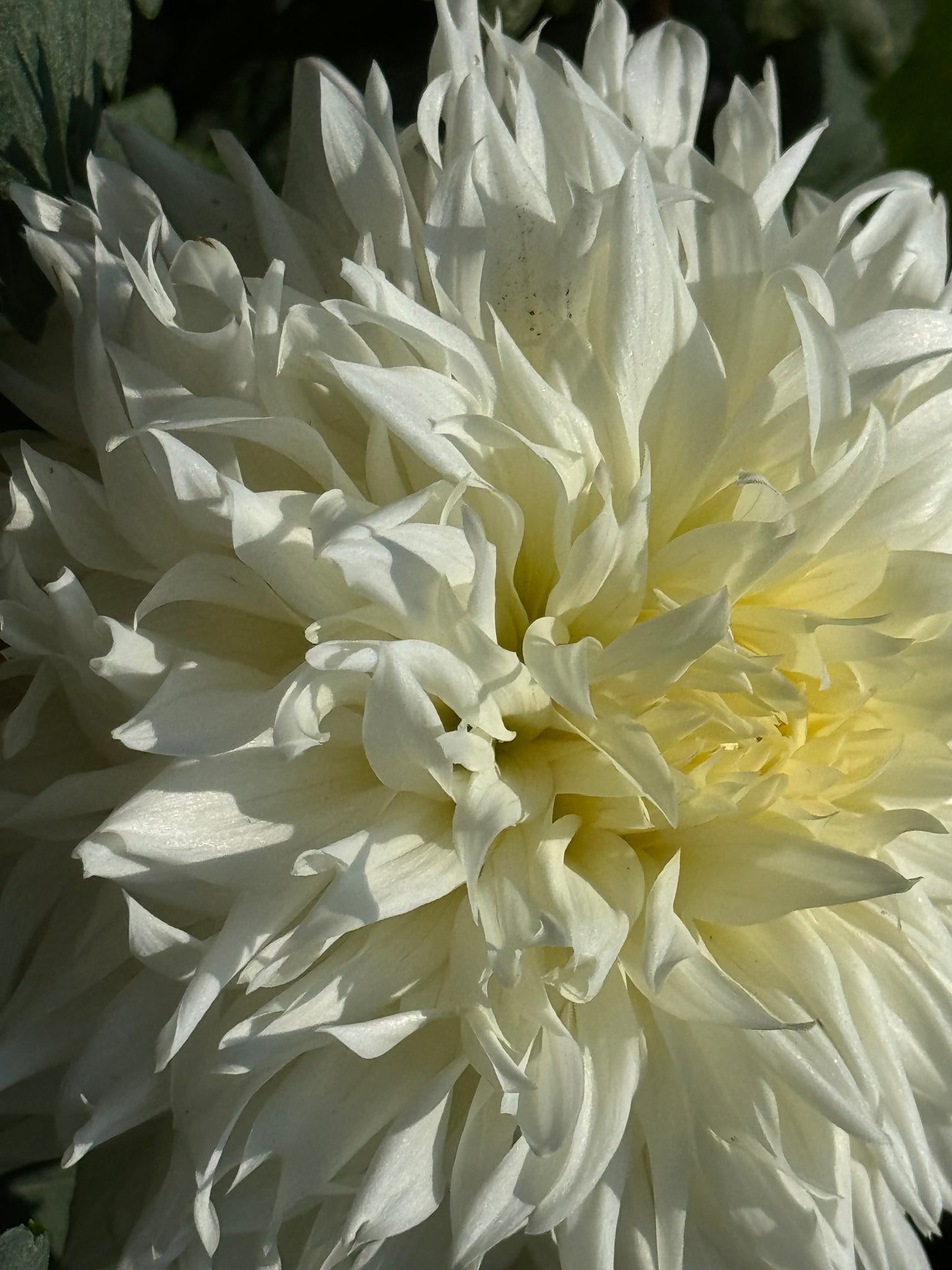 Bloomquist Fantastic Dahlia