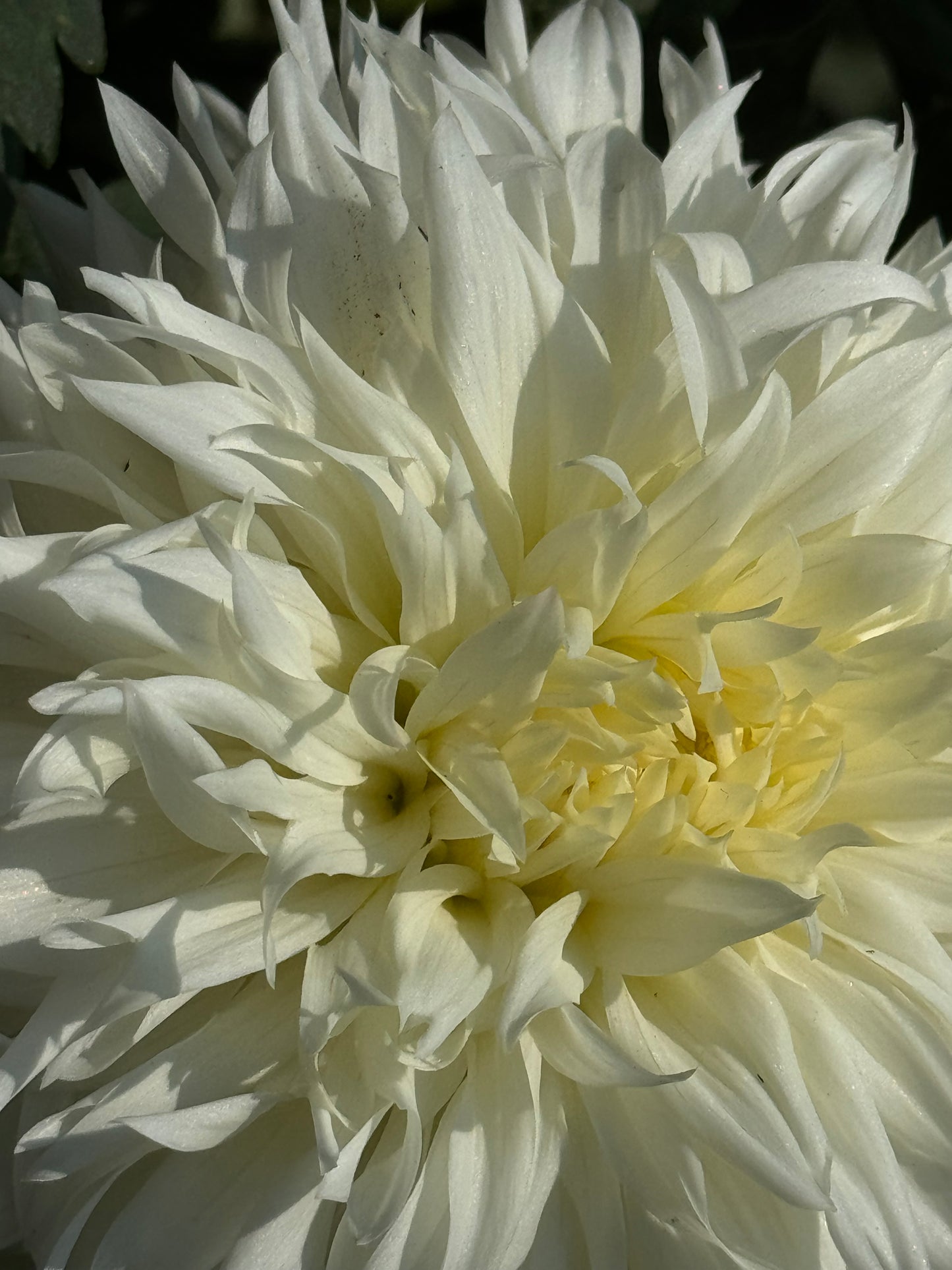 Bloomquist Fantastic Dahlia